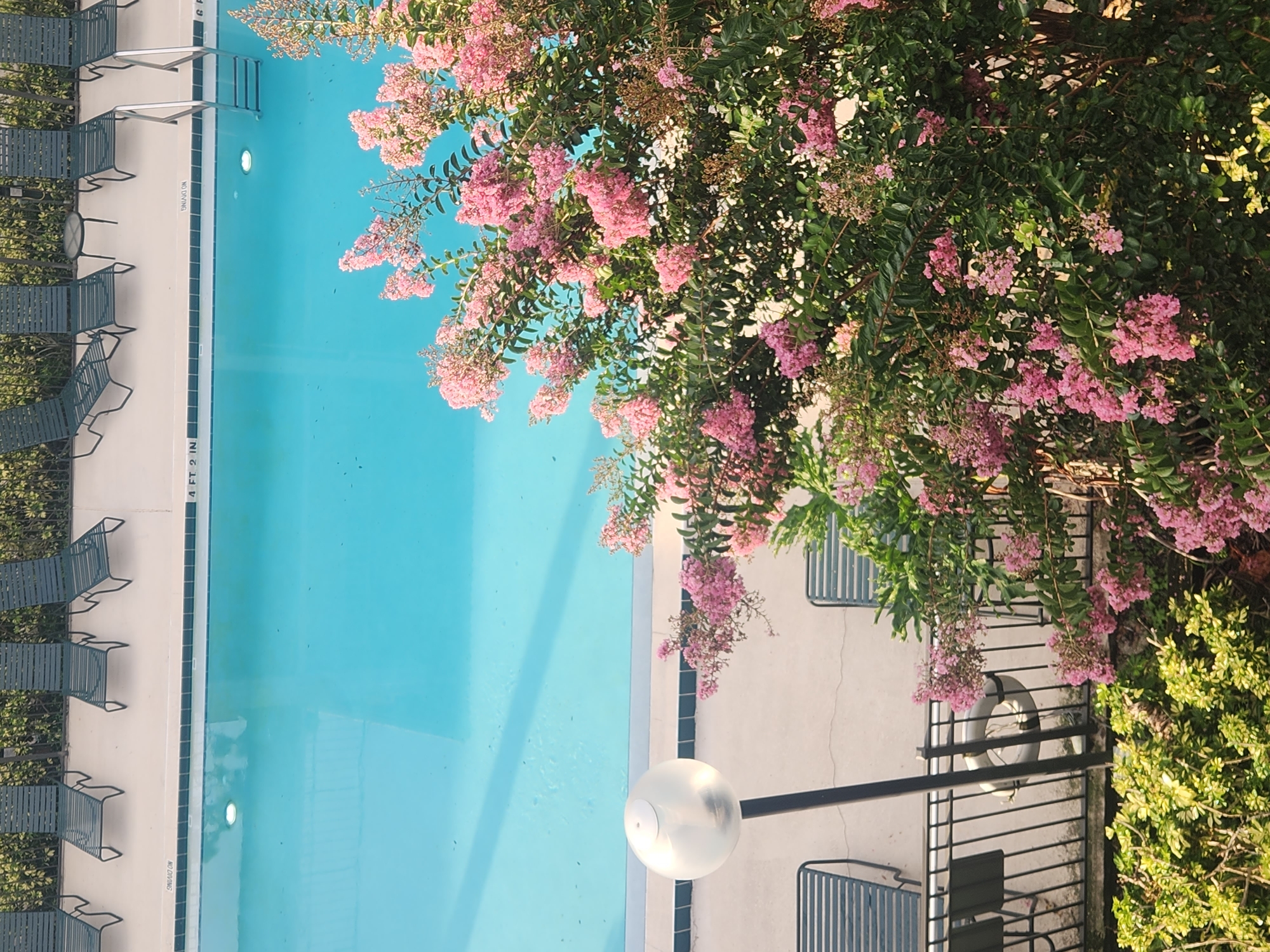 The image shows an outdoor swimming pool area at the Courtyard by Marriott Orlando Altamonte Springs in Altamonte Springs, Florida, United States of America. In the foreground, a flowering tree with pink blossoms is in full bloom, partially obscuring a light fixture and a black metal fence. Beyond the fence, there are lounge chairs and the edge of the swimming pool. The pool is filled with clear blue water, and a "NO DIVING" sign is visible on the pool's edge. The scene appears to be set on a sunny day.