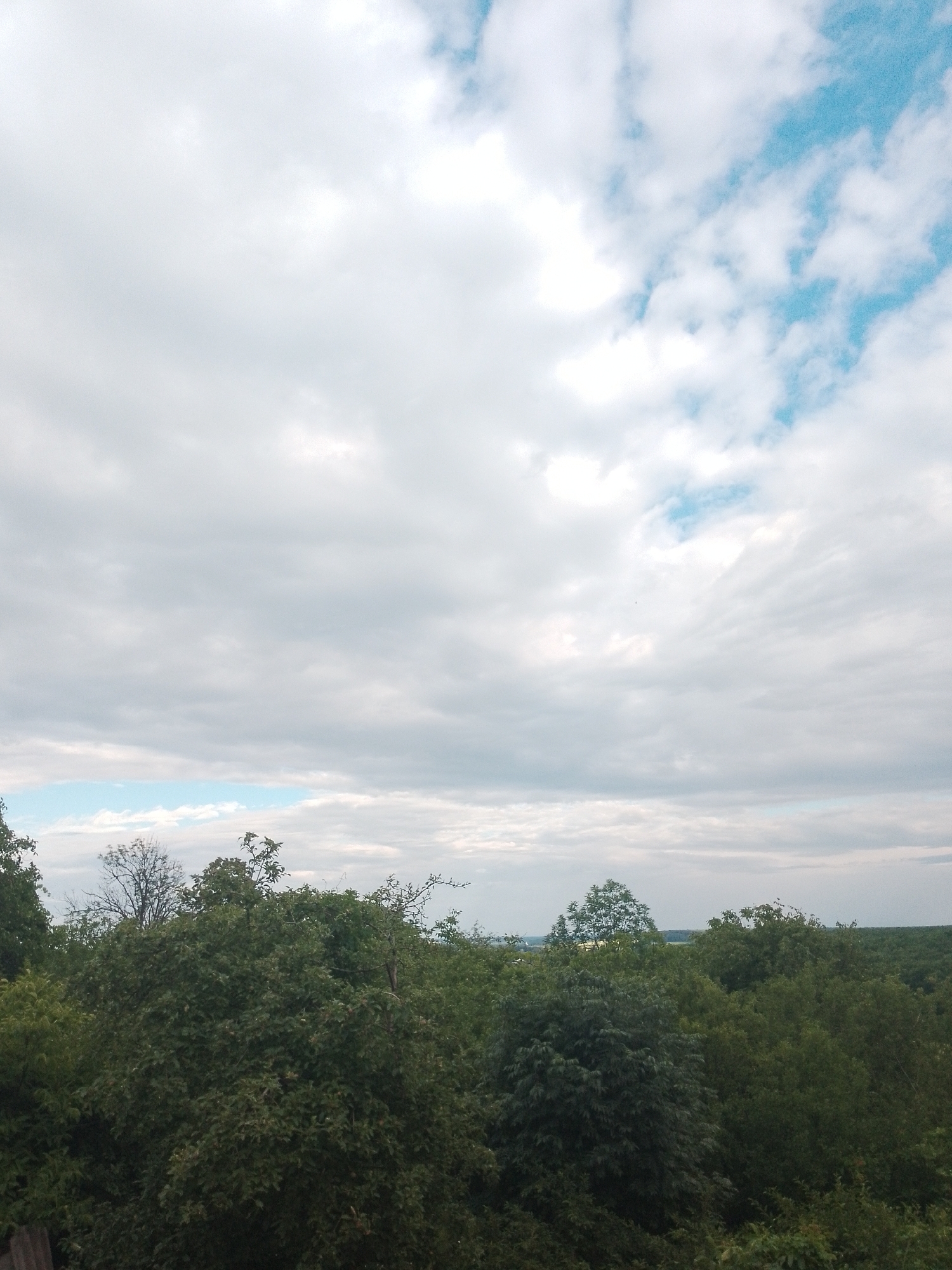 The image is an outdoor shot of a dense forest with a partially cloudy sky. The foreground is filled with various shades of green foliage from trees and bushes. In the background, a hazy line of trees extends to the horizon. The sky above is a mix of white and gray clouds, with patches of blue sky visible. The lighting suggests it is daytime, possibly overcast or late afternoon. There are no people or discernible man-made structures in the image.