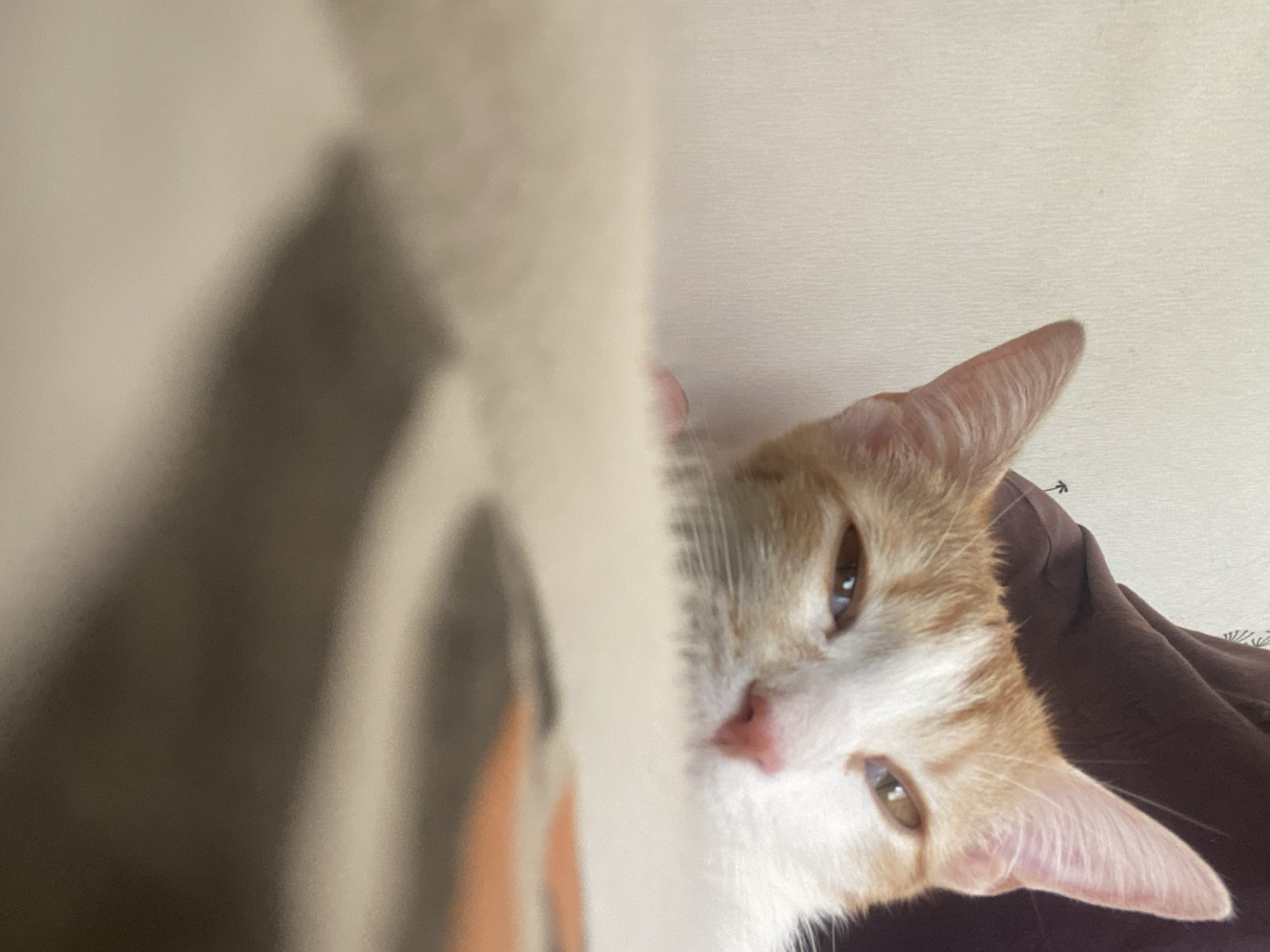 The image features an orange and white cat looking into the camera. The cat's head is tilted to the side, with a pink nose and light brown eyes visible. The cat appears to be lying on a dark brown surface. Part of a pillow or other soft object is in the foreground, partially obscuring the view. The background is a plain white wall. No information is available to confirm the location in Chaikovsky, Russia.