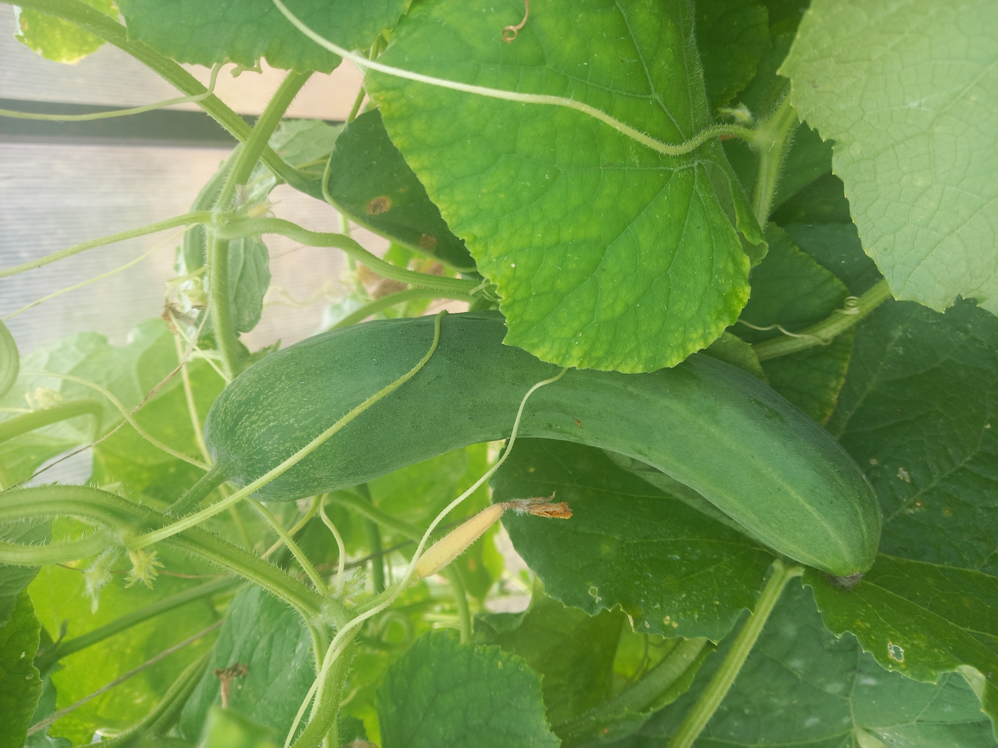 A close-up shot features a young cucumber plant growing in what appears to be a greenhouse, indicated by the translucent plastic structure visible in the background. The main subject is a developing cucumber, elongated and green, hanging downwards amongst the plant's foliage. The cucumber's skin is slightly textured and covered in fine, hair-like structures. Several large, green leaves of the cucumber plant surround the fruit, some showing signs of minor damage or discoloration. Tendrils from the plant are intertwined, supporting its growth. The lighting suggests it's daytime, with soft shadows indicating diffused light. There are no people or animals present in the frame. The scene is set in Komsomolskoye, Russia.