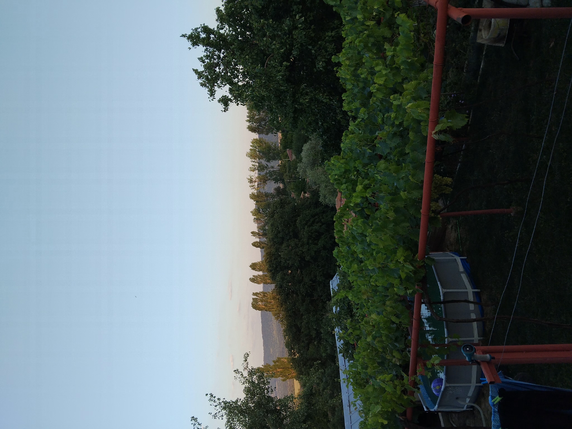 The image captures a serene view of a backyard in Medovets, Bulgaria, during the late afternoon or early evening. In the foreground, lush green grapevines are trellised over an orange metal frame, with some bunches of grapes visible. To the left, a round, above-ground swimming pool filled with water is situated on the grass. A purple ball floats near the edge of the pool. A blue hose nozzle is attached to a pipe near the pool. To the left of the pool, dark colored clothing hangs on a clothesline. Beyond the immediate foreground, the landscape unfolds with a dense forest of various trees, including tall, slender poplars in the mid-ground. In the distance, rolling hills are visible under a clear, pale blue sky. The overall impression is one of a tranquil rural setting.