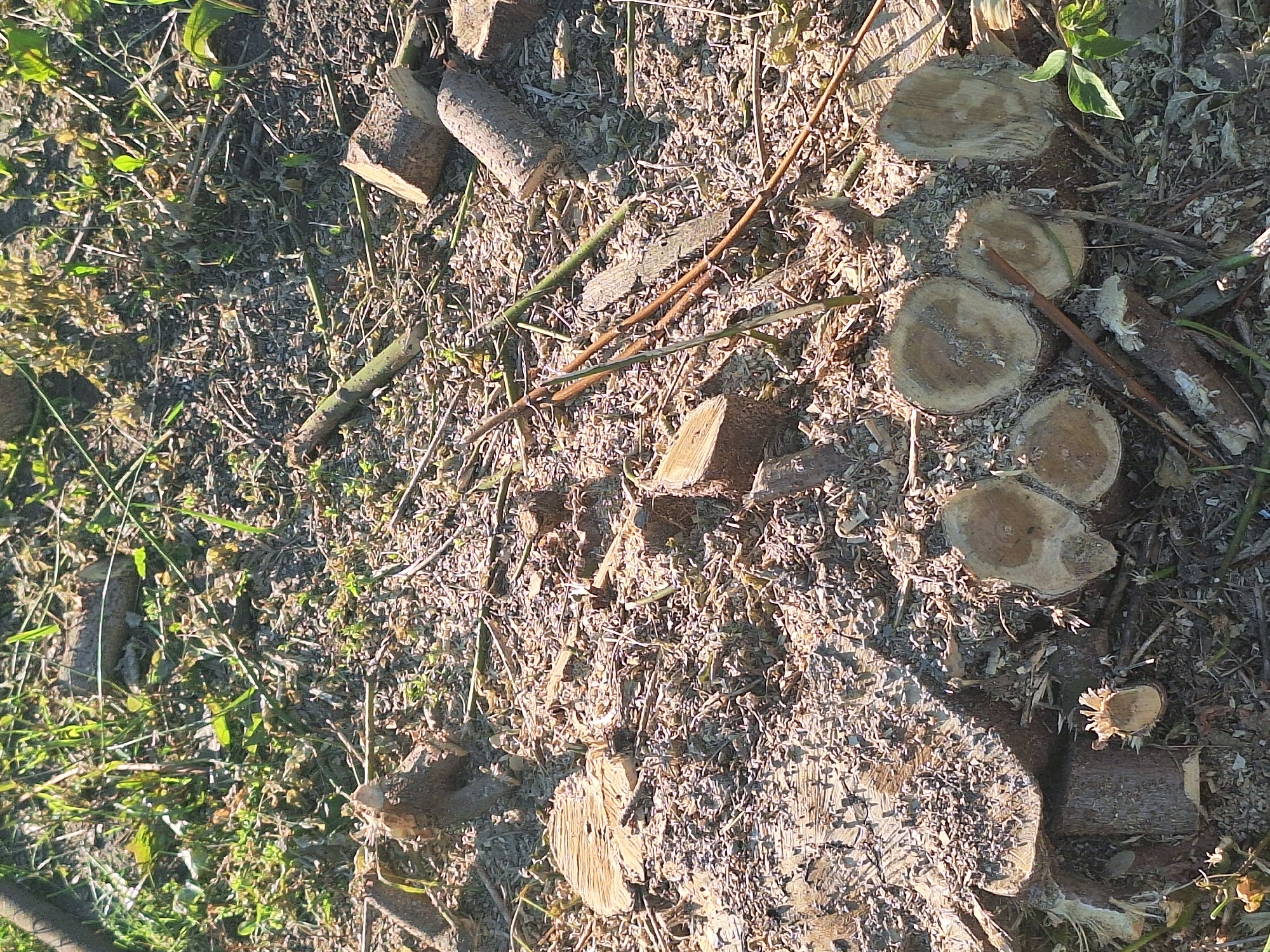 The image depicts a ground-level view of a forest floor covered in freshly cut tree stumps and wood chips, indicative of recent logging activity. Various lengths and diameters of logs are scattered across the scene, some still showing rough cut surfaces. Thin branches and dry grass are interspersed with the wood debris. Sunlight casts shadows, highlighting the textures of the wood and the uneven terrain. Green foliage, possibly undergrowth or surrounding vegetation, is visible in some areas, particularly in the upper and lower right portions of the frame. The scene appears to be located in a rural or natural setting, consistent with a location like Цімкавіцкі сельскі Савет, Belarus, where such activities might occur. There are no people or animals visible in the image.