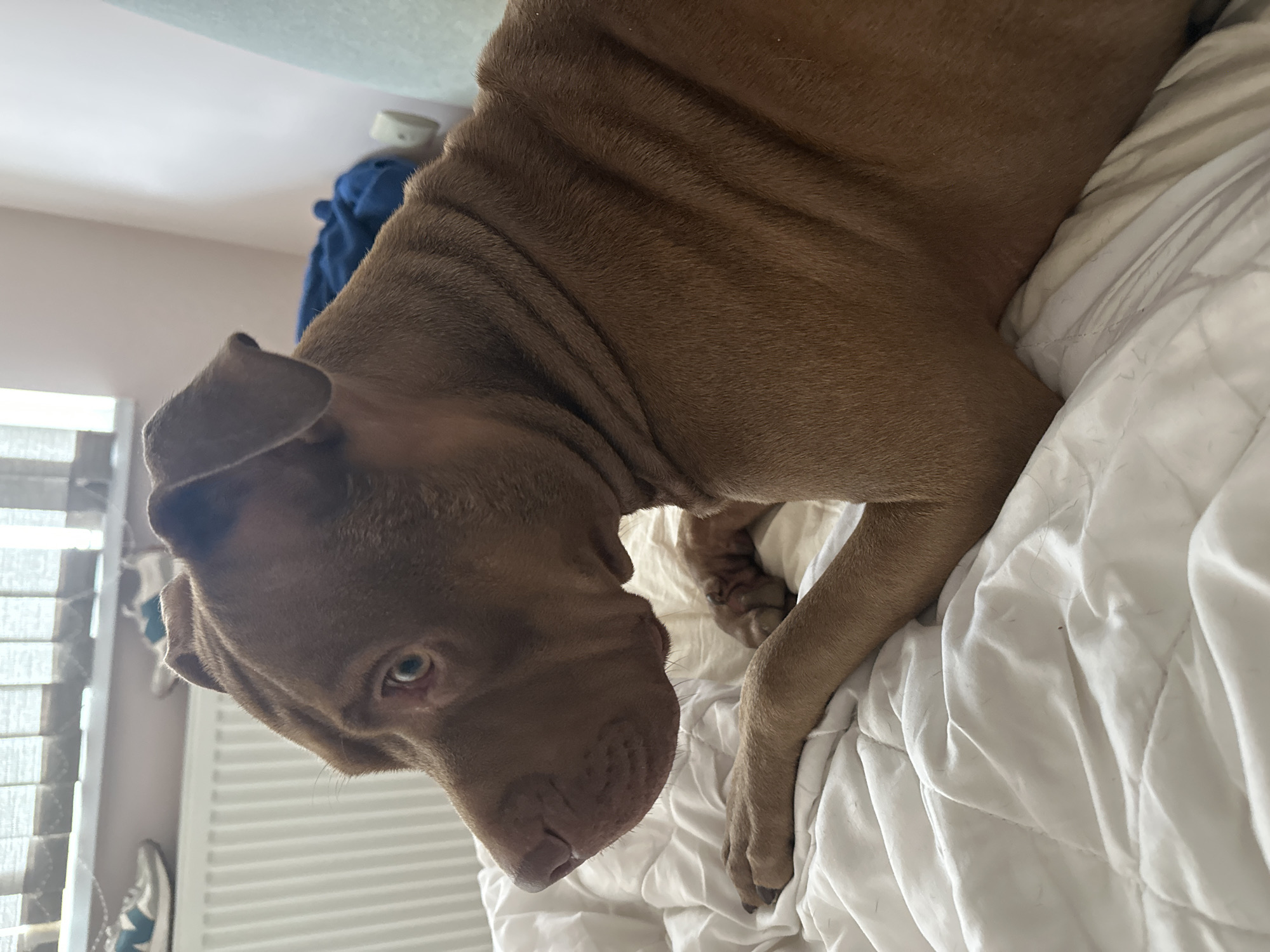A medium shot captures a tan-colored dog lying on a white comforter, facing left. The dog's head is in profile, with its light brown eyes open and alert, and its ears are perked. Its foreleg is extended forward, with the paw resting on the comforter. The background shows a white radiator, vertical blinds, and a light pink wall. The scene appears to be indoors, likely in a bedroom. The image does not provide any information or context that would place the scene in the city of Malevo, Bulgaria.
