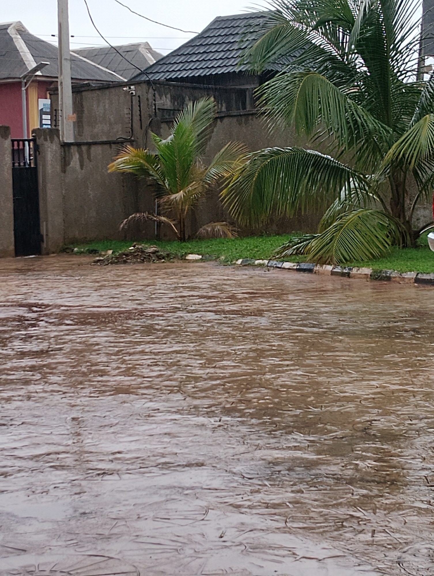 The image depicts a scene in Ikorodu, Nigeria, likely during or after rainfall. The foreground is dominated by a wet, textured surface that appears to be a paved driveway or courtyard, reflecting the overcast sky. To the left, a black metal gate is partially visible, set against a concrete wall. Beyond the wall, the roofs of several buildings are visible, some with grey tiled coverings and others with corrugated metal. A tall, slender pole with what appears to be a solar panel or light fixture stands next to a section of the wall.
The middle ground features a patch of green grass, with several palm trees of varying sizes. One palm tree on the right has large, fronds. In front of the concrete wall, a pile of debris, including leaves and possibly small branches, is present on the grass. The overall atmosphere suggests a damp and overcast day. The textures of the wet pavement and the palm leaves are prominent. The scene is devoid of any visible people or animals.