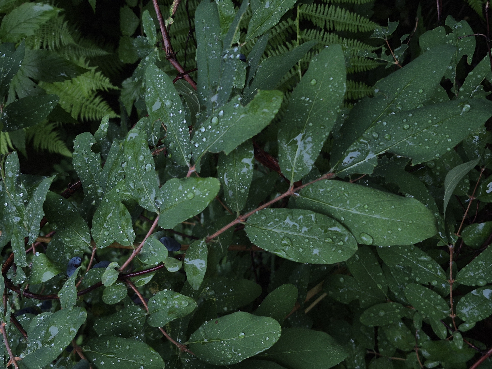 A close-up, vertical shot captures a dense cluster of dark green leaves with numerous small, clear water droplets clinging to their surfaces. The leaves appear wet, suggesting recent rainfall. The branches are thin and reddish-brown, weaving through the foliage. In the background, blurred ferns with delicate, feathery fronds are visible, adding texture and depth. Some of the leaves show minor imperfections, such as small holes or torn edges. A few dark, oval-shaped berries are interspersed among the leaves. The overall lighting is dim, creating a somber and natural atmosphere. The image was taken in Астра-1 Днт, Russia.