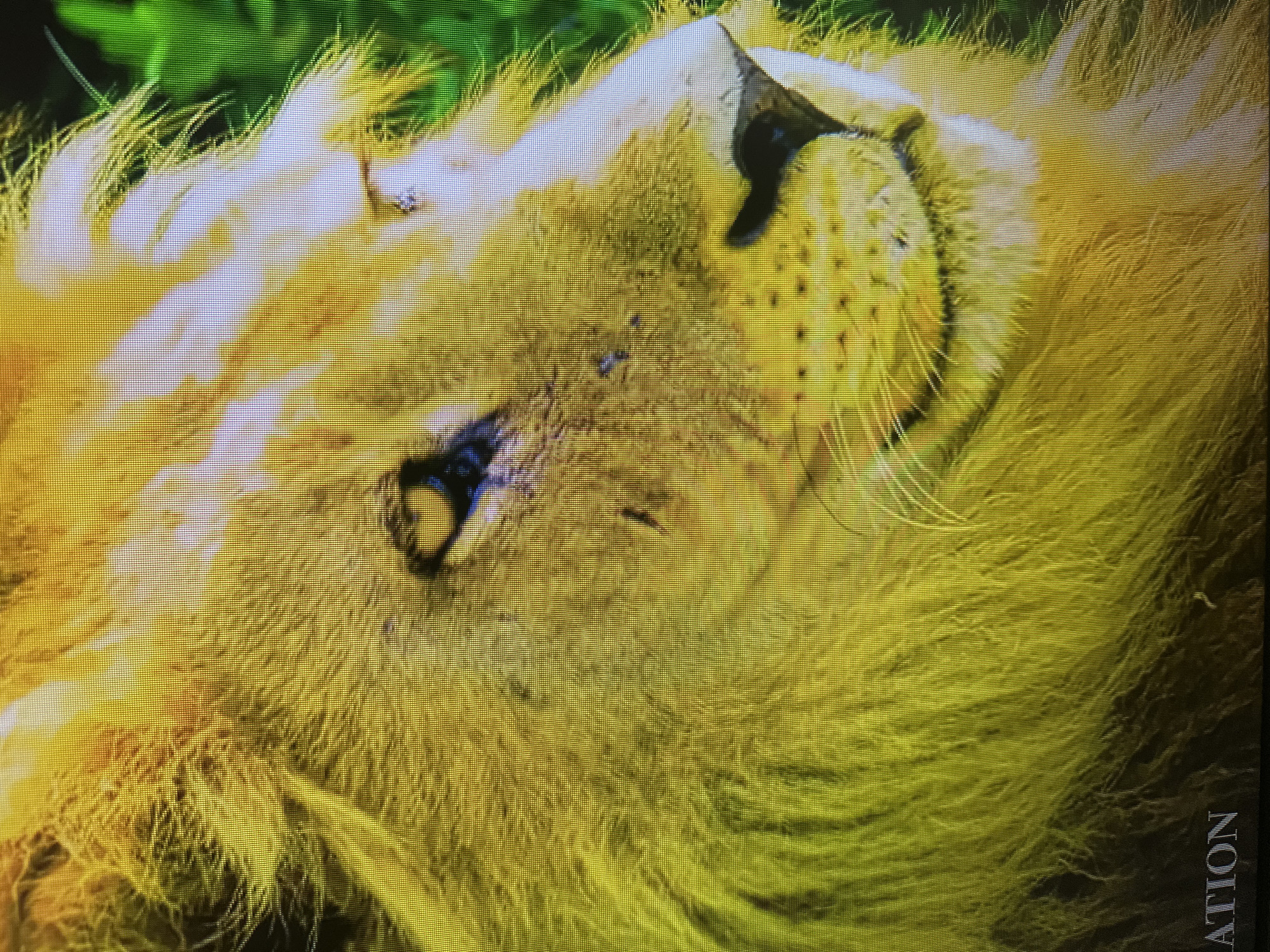 The image is a close-up photograph of a lion's face, dominated by shades of yellow and green. The lion's fur is rendered in fine detail, with individual strands visible, and its eye is partially closed, giving it a thoughtful or perhaps weary expression. The background is a blur of green, suggesting foliage. At the bottom left of the image, the word "ATION" is visible in white, possibly part of a larger word or logo. There is no indication of the city of Kyiv, Ukraine, or any specific urban environment within the image.
