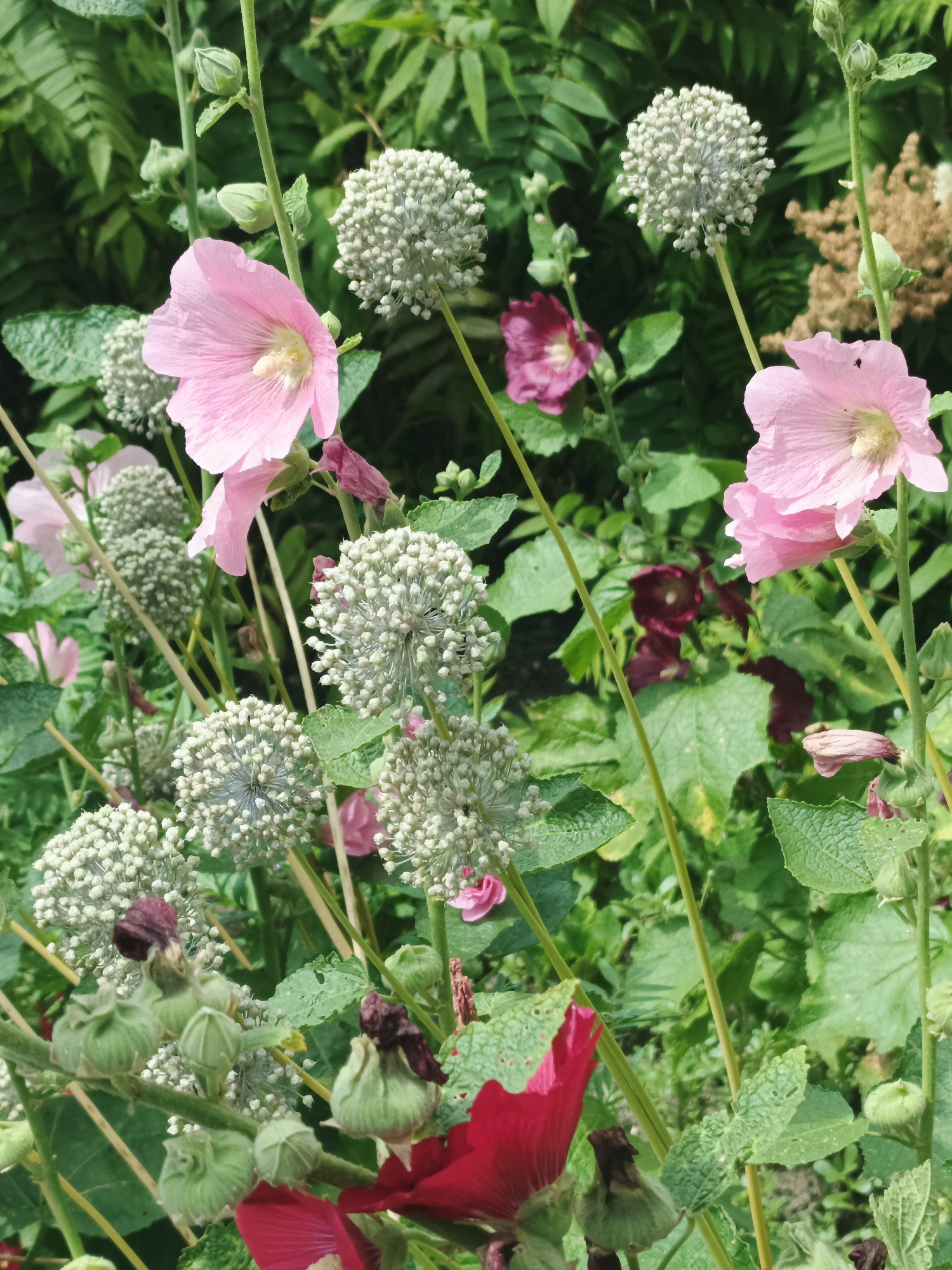 This image captures a close-up view of a garden featuring a variety of flowering plants. Prominently displayed are pale pink hollyhocks, with their delicate petals unfurling. Interspersed among them are round, spherical white flower heads, possibly from an ornamental onion or allium species, with many tiny buds clustered together. Deeper pink and dark crimson hollyhocks are also visible in the background, adding depth and contrast to the scene. The plants are surrounded by lush green foliage, some of which appears to be ferns. The overall impression is of a vibrant and textured garden. The provided context indicates this scene is located in the city of Kurgan, Russia. There are no people or animals present in the image.