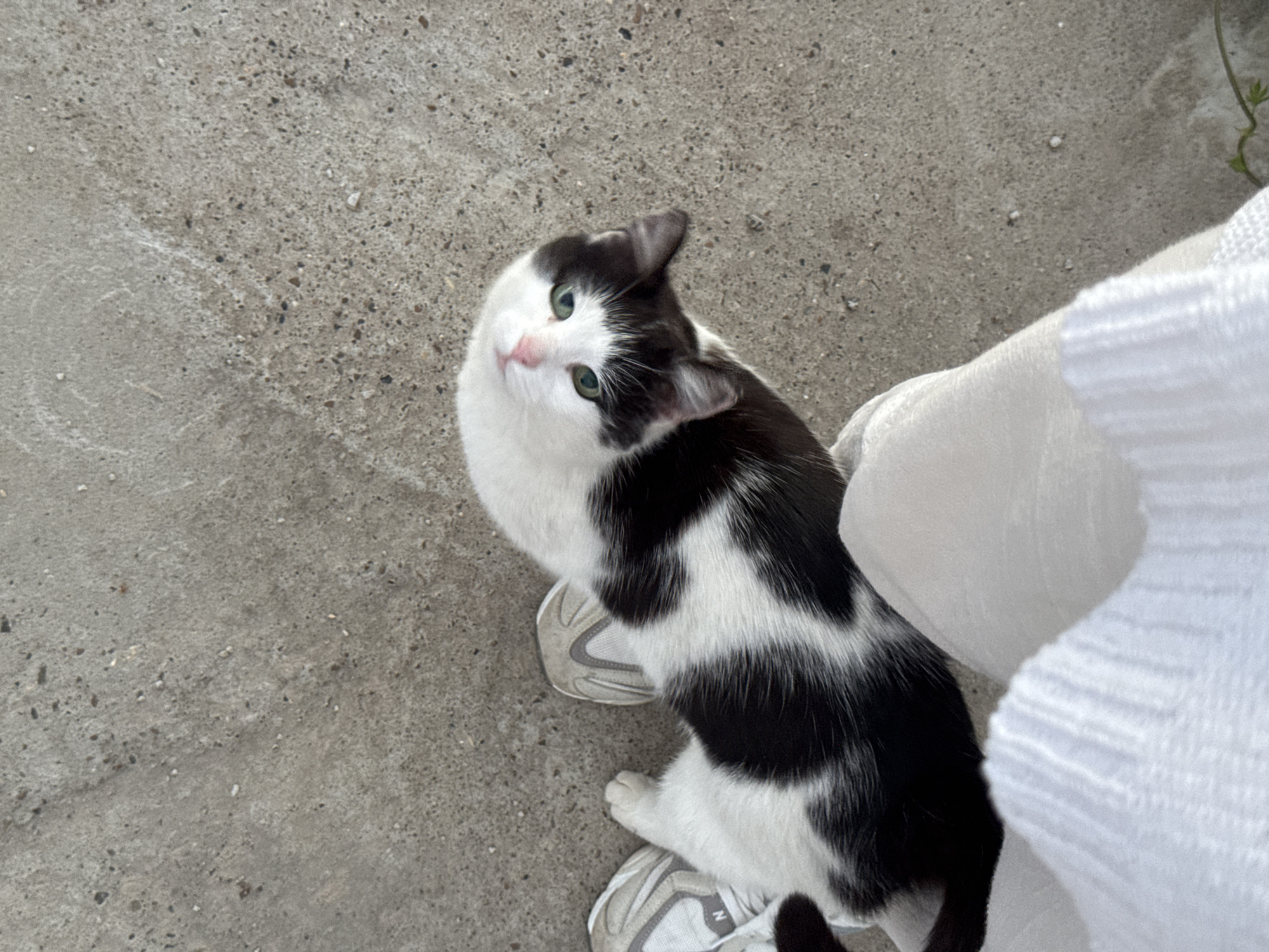 An overhead photograph captures a black and white cat looking upwards, interacting with a person outdoors in Kamysh, Russia. The cat, featuring a prominent piebald coat with black patches on a white body and bright green eyes, has its head tilted inquisitively as it gazes directly into the camera. A subtle pink hue is visible on its nose.
The feline is positioned next to and partially on a person's foot, which is encased in a light-gray and white athletic sneaker. Part of a white, possibly ribbed, garment belonging to the person, such as a sock or lower pant leg, is visible on the right side of the frame. The setting appears to be an outdoor, paved area, with a textured gray concrete or asphalt surface dominating the background. Small dark and light aggregates are discernible within the ground's texture. A tiny green plant stem peeks into the upper right corner, hinting at nearby vegetation. The lighting suggests it is daytime. The scene depicts a casual and friendly encounter between the cat and the individual. No discernible text is clearly visible on any object.