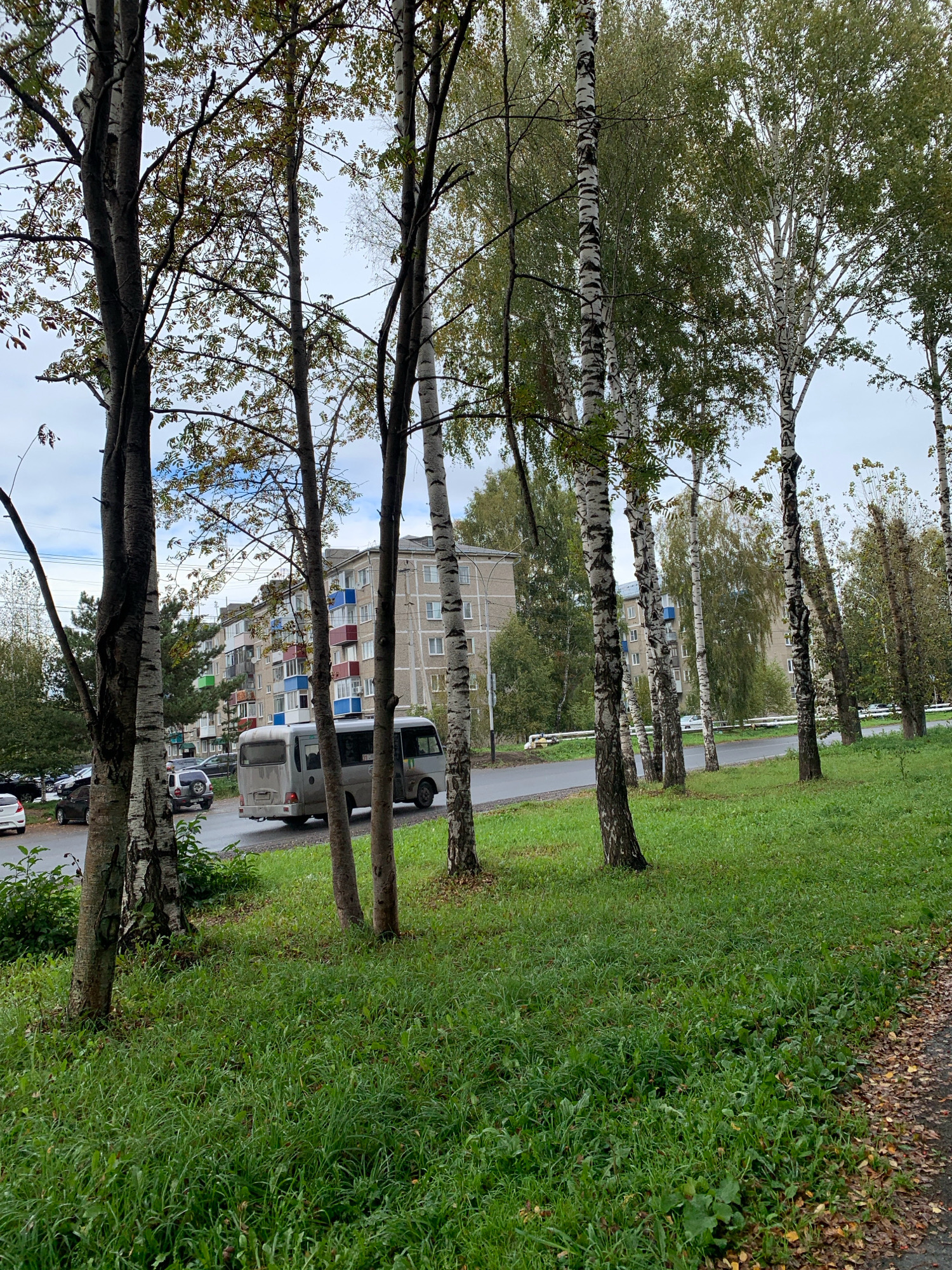 A row of birch trees, with their characteristic black and white bark, stands in the foreground, casting shadows on a lush green lawn. Beyond the trees, a multi-story apartment building with balconies painted in various bright colors (red, blue, and green) is visible. A grey minivan is parked on the asphalt road in front of the building, with several other cars parked on the side of the road. The sky is overcast, suggesting a cloudy day. The image appears to have been taken on a street in Prokopyevsk, Russia, an industrial city known for its coal mining. The presence of the apartment building, vehicles, and trees suggests a residential area within the city. There are no people visible in the frame.
