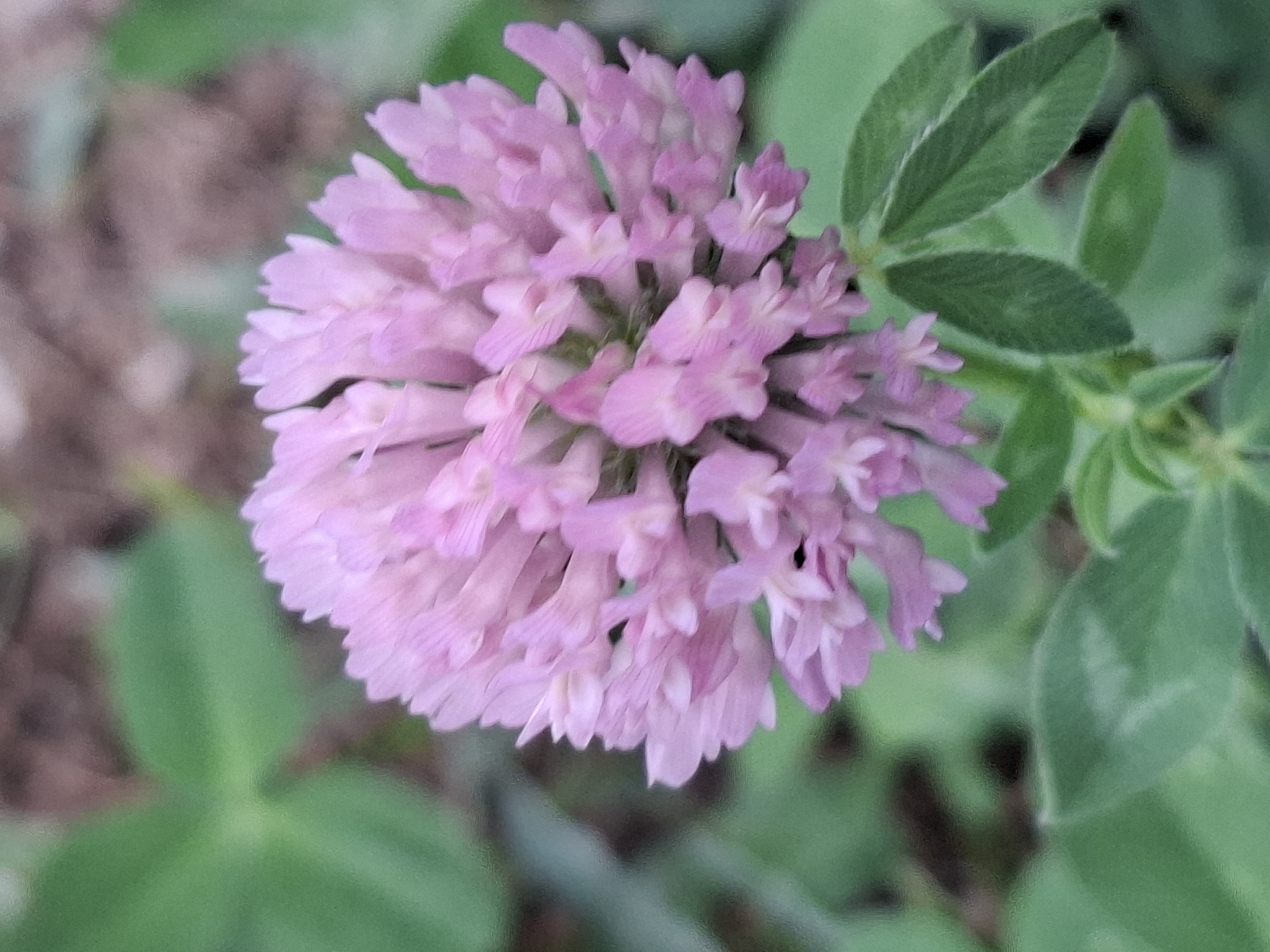 A close-up, slightly out-of-focus photograph shows a single, round, pink clover flower blooming in a grassy area. The flower is the main subject and is depicted from a slightly low angle, with its petals radiating outwards. Several green clover leaves are visible below and to the sides of the flower. The background is blurred, showing more green foliage and some brown earth. There are no people or any man-made structures visible in the image. This image appears to have been taken in a park or garden setting within the city of Almaty, Kazakhstan.