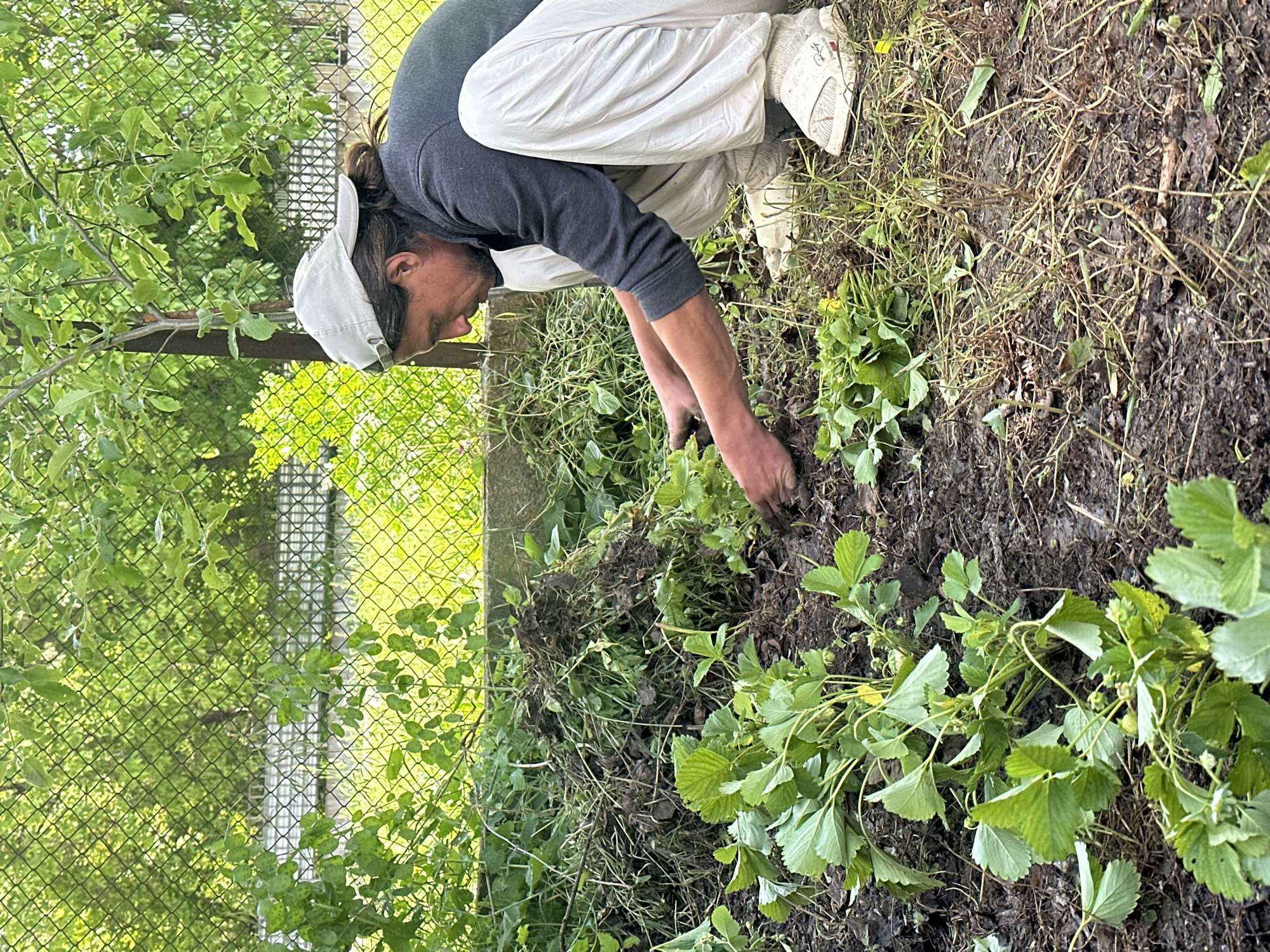 A person is tending to a garden. The individual is bent over, hands near the ground, possibly weeding or planting. The person is wearing a dark long-sleeved shirt, light-colored pants, dirty sneakers, and a light-colored baseball cap. The garden area includes soil, weeds, and what appear to be strawberry plants. A chain-link fence and green foliage can be seen in the background. The image does not provide sufficient evidence to confirm the location in Resen, Bulgaria.