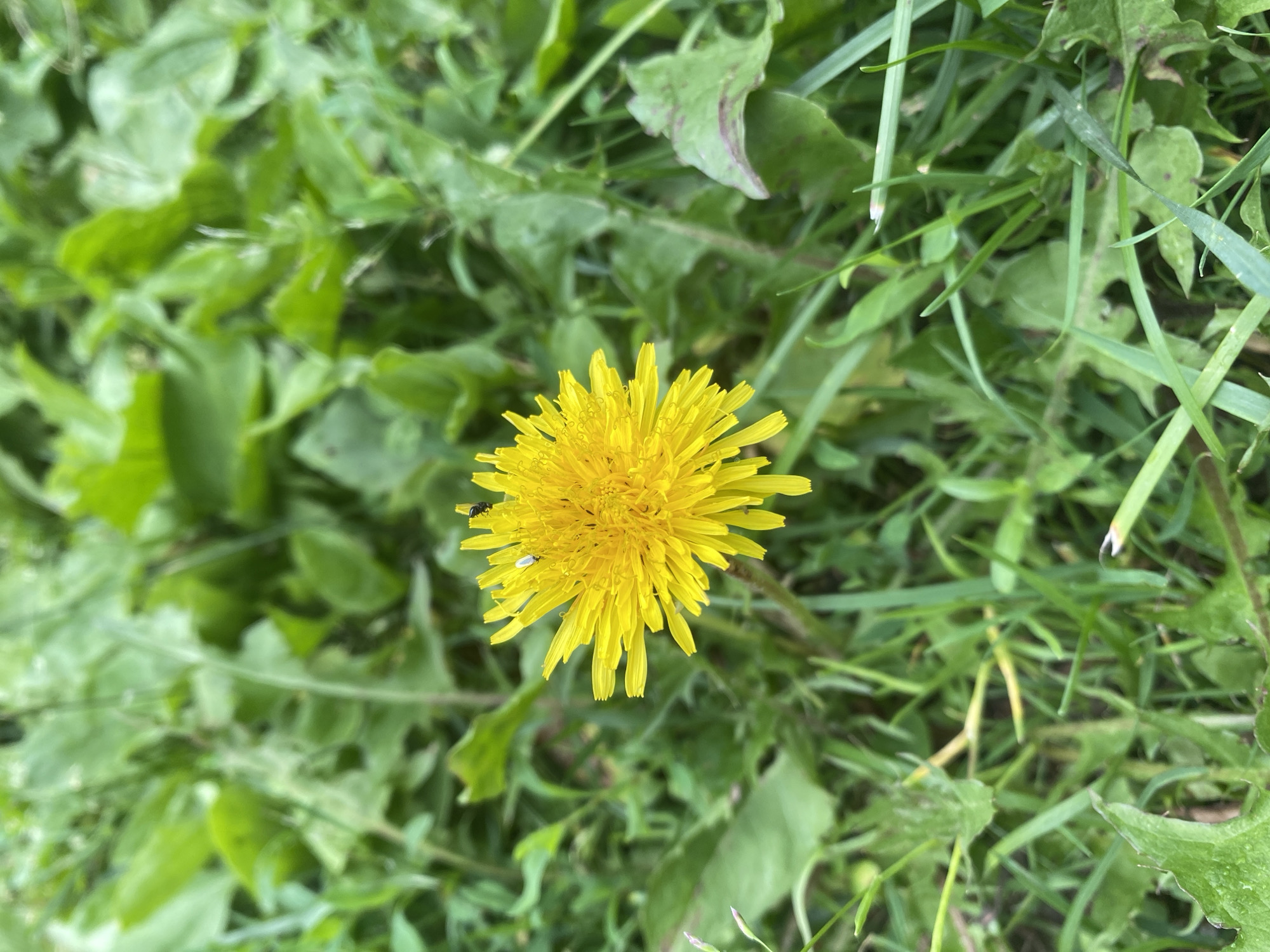 A bright yellow dandelion flower is in sharp focus, centered in the frame, surrounded by lush green grass and leaves. Two small insects, one white and one black, are visible on the petals of the dandelion. The background is a blur of green foliage, suggesting an outdoor setting in a natural environment. The scene is devoid of any human presence or urban elements, indicating it is likely captured in a park, field, or garden within Lindo-Pustyn' (Kantaurovskii S/S), Russia.