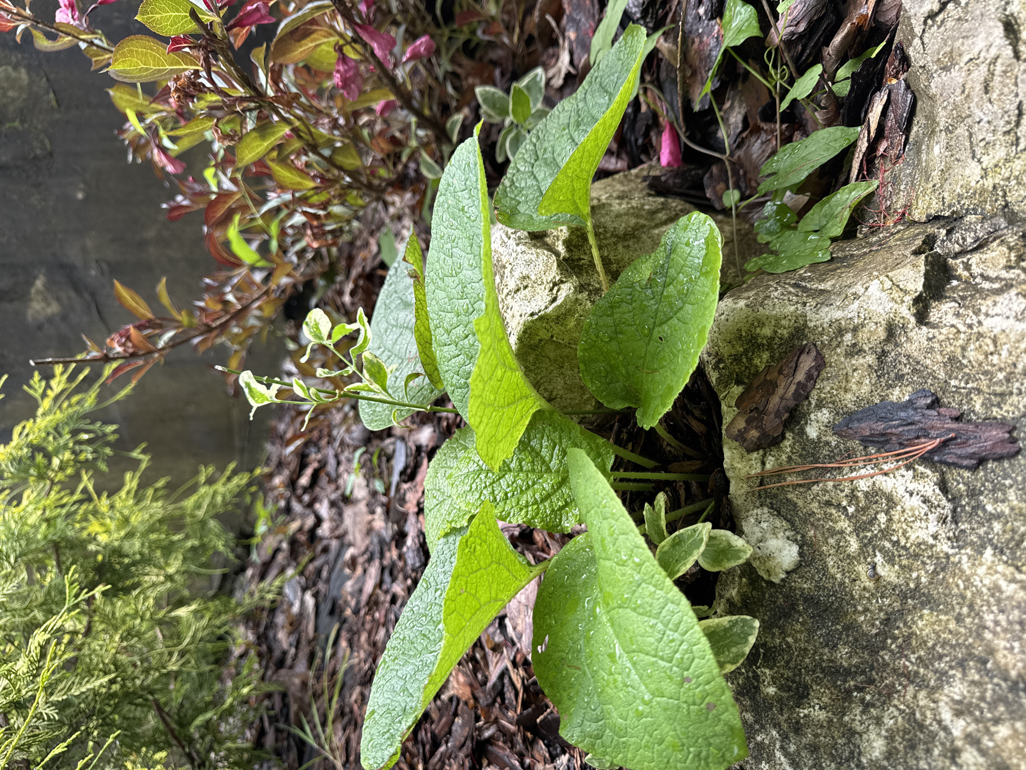 A close-up, eye-level shot captures a patch of green foliage growing amongst rocks and mulch. The main subject is a cluster of large, vibrant green leaves, some of which are wet with water droplets. These leaves are textured with prominent veins and have slightly serrated edges. The plant emerges from beneath a large, rough-textured gray rock. To the left of the main plant, a sparse, lighter green plant with variegated leaves peeks out. In the background, a dark gray wall is visible, and to the right, there is a bush with reddish-brown and green leaves, as well as some small pinkish-purple flowers or buds. The ground is covered with dark brown mulch and some fallen pine needles. The lighting suggests an overcast day or a shaded area, with soft shadows. There are no people or animals visible in the frame.