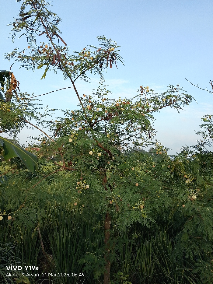 The image shows a tree with green leaves and white flowers in a field of green grass. The tree is in the foreground, while the grass is in the background. The sky is blue and clear. The location is in Kecamatan Anjatan, Indonesia, based on the coordinates provided (latitude: -6.417, longitude: 107.978). There are no people or animals in the image.