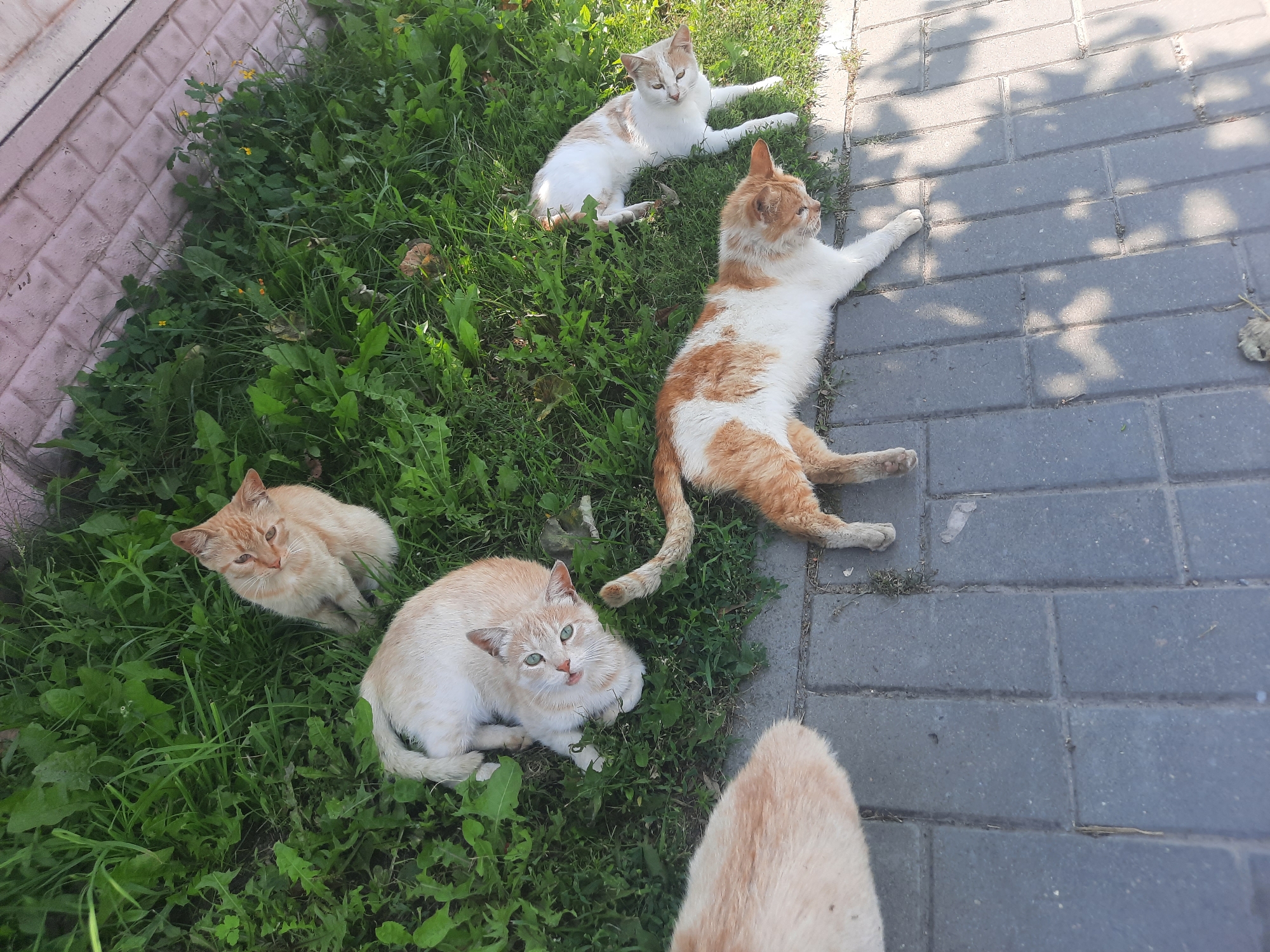 A group of five cats, primarily orange and white, are gathered on a patch of grass next to a paved area. One cat is lying down on the grass, while another is curled up. Three other cats are sitting or lying down in the grass. The environment appears to be an outdoor setting, possibly a yard or park, with green grass and a paved walkway. The cats are the sole subjects in the frame.