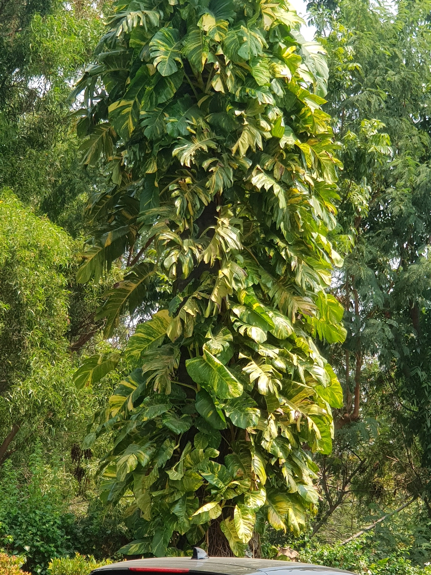 This image depicts a large, vining plant, likely a Pothos variety, growing up the trunk of a tree in an outdoor setting. The plant features broad, heart-shaped leaves with distinct green and yellow variegation. The surrounding environment is lush and green, with other trees and foliage visible in the background. The bottom portion of the image shows the roof of a car, suggesting the scene is located in a populated area, possibly a street or park. While the specific location within Central Jakarta, Indonesia, cannot be definitively determined from the visual information alone, the presence of dense greenery and a car suggests an urban or semi-urban environment. There are no people or explicit actions captured in the image.