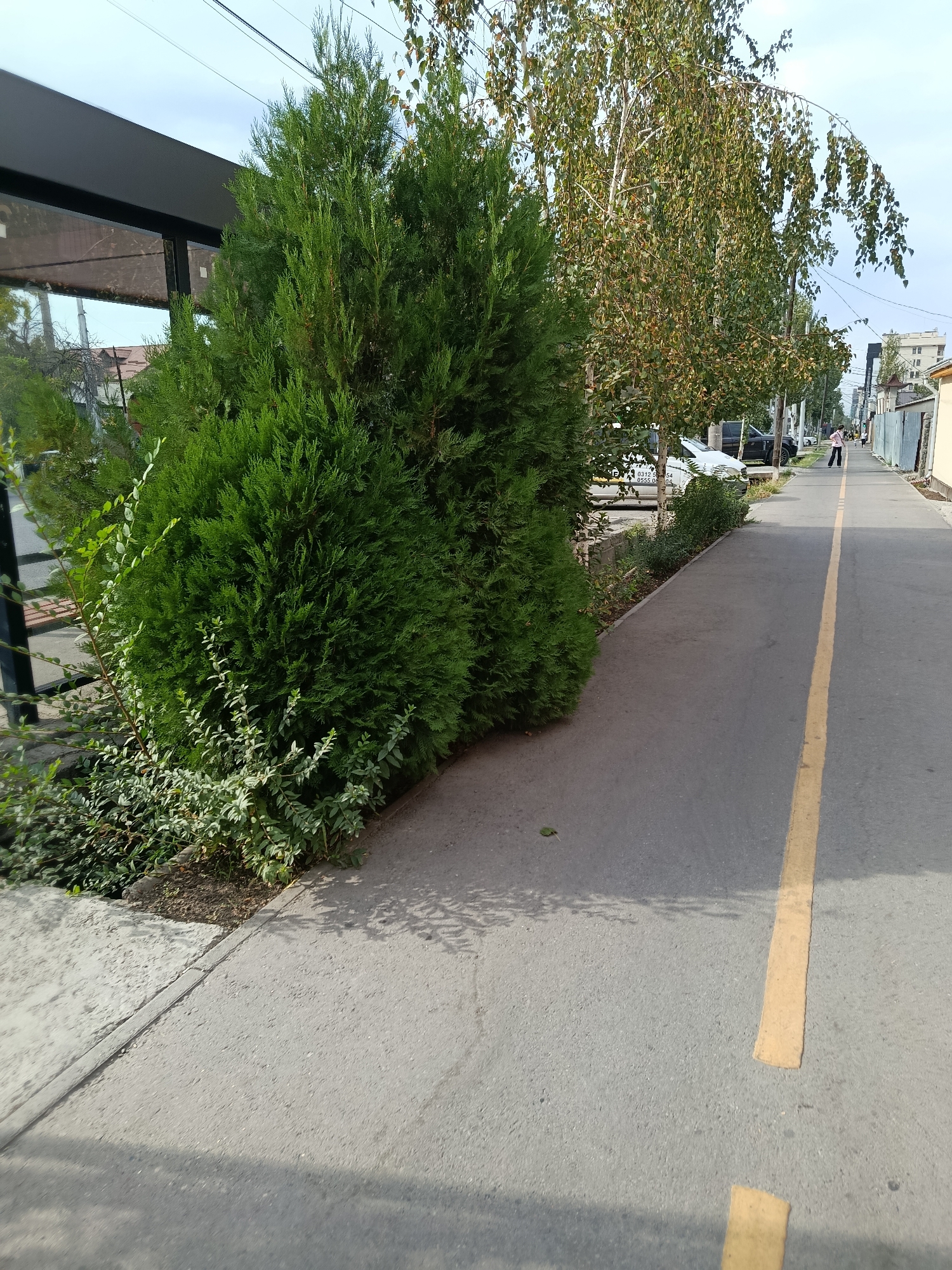 A medium shot captures a paved pathway in Bishkek, Kyrgyzstan, adjacent to a row of trees and buildings. In the foreground, lush green coniferous trees line the left side of the pathway, with smaller leafy plants growing at their base. The pathway itself is a gray asphalt surface, bisected by a broken yellow line. Beyond the trees, several birch trees with lighter bark and green leaves are visible. Further down the path, a person, wearing dark pants and a pink top, walks away from the camera. Cars are parked along the right side of the pathway, and buildings with light-colored facades and fences are visible in the background. The sky above is overcast. The scene appears to be a public walkway in a residential or commercial area.