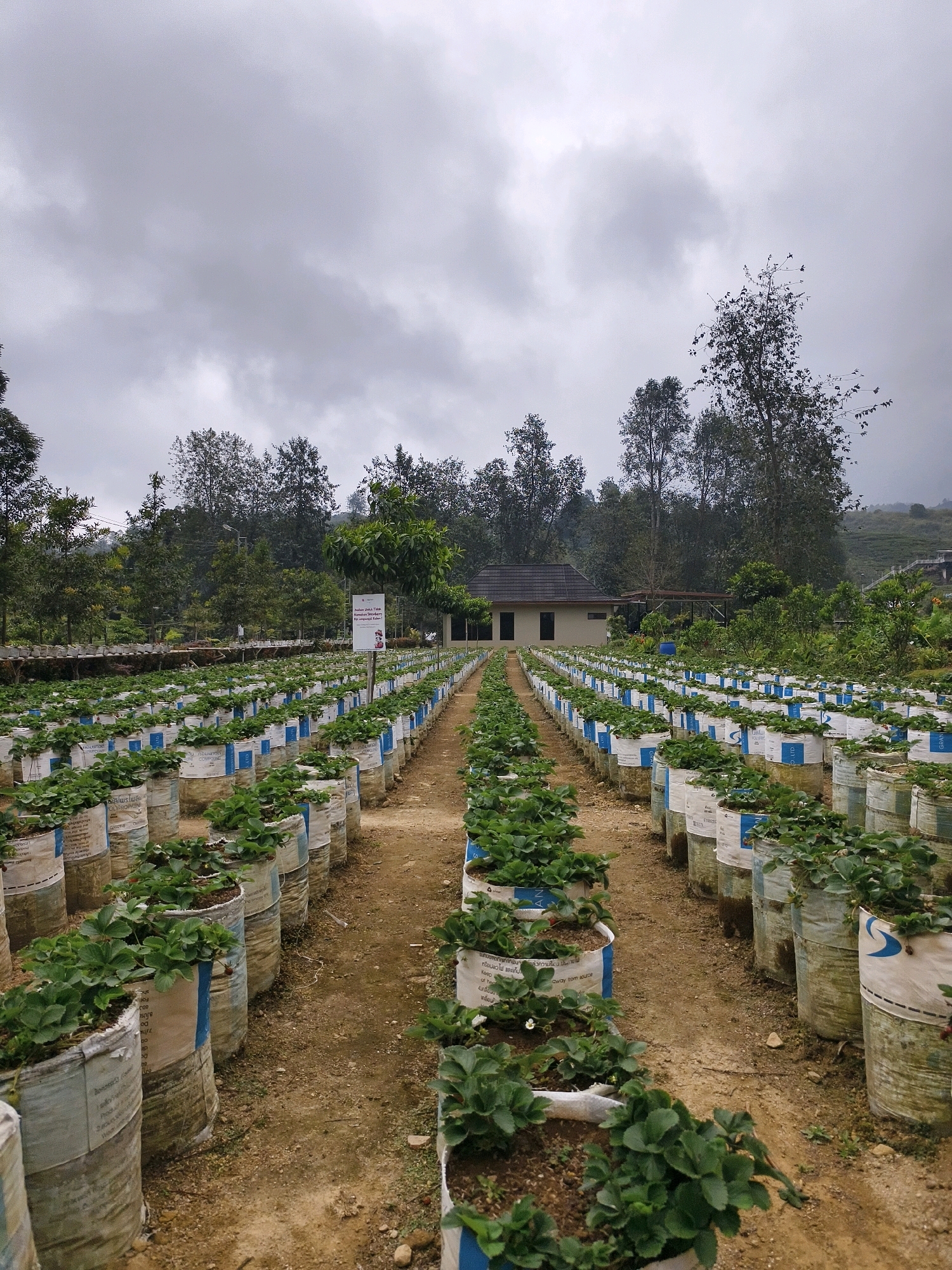 This is a vertical, full-shot, eye-level photograph of a strawberry farm in Patengan, Indonesia. The scene is dominated by rows of strawberry plants growing in large white sacks with blue trim, arranged in a symmetrical pattern down a dirt path. The sacks are filled with soil, and the strawberry plants, with their green leaves and occasional white blossoms, emerge from the tops. In the background, a small building with a dark roof is visible, surrounded by lush green trees and foliage. The sky is overcast, with heavy, grey clouds contributing to a muted, natural light. A white sign with text and an image is posted on a pole to the left of the building. The overall impression is one of an organized and productive agricultural setting.