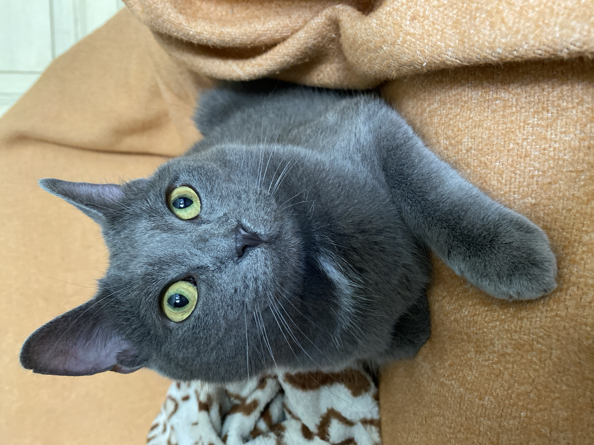A gray cat with yellow eyes is lying on an orange blanket. The cat is in the center of the frame, looking directly at the camera. Its left paw is extended forward. To the left of the cat, partially visible, is a blanket with a brown and white animal print pattern. The background consists of an orange blanket and a white wall. The scene is indoors and the lighting is soft.