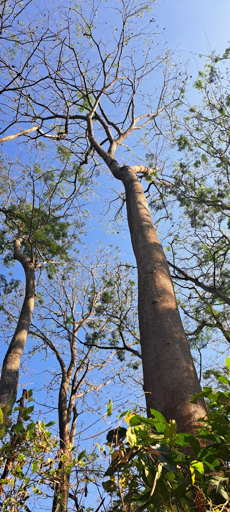 The image shows a view looking up at tall trees in Sumber Suko, Indonesia. A large, light brown tree trunk with a textured surface is prominently featured on the right side of the frame, angled upwards towards a clear blue sky. Its branches are bare and intricate, extending across the sky and weaving through the branches of other trees. To the left, another tree trunk is visible, appearing slightly thinner and also angled upwards. This tree also has a bare, branching structure that contrasts with the bright sky. The foliage of some trees, appearing green and feathery, is visible in the upper left and right portions of the image, as well as in the foreground, framing the view of the tree trunks and branches. Sunlight casts shadows on the main tree trunk, highlighting its texture. The overall scene suggests a natural outdoor environment, likely a park or forest, with a focus on the upward perspective of the arboreal landscape.