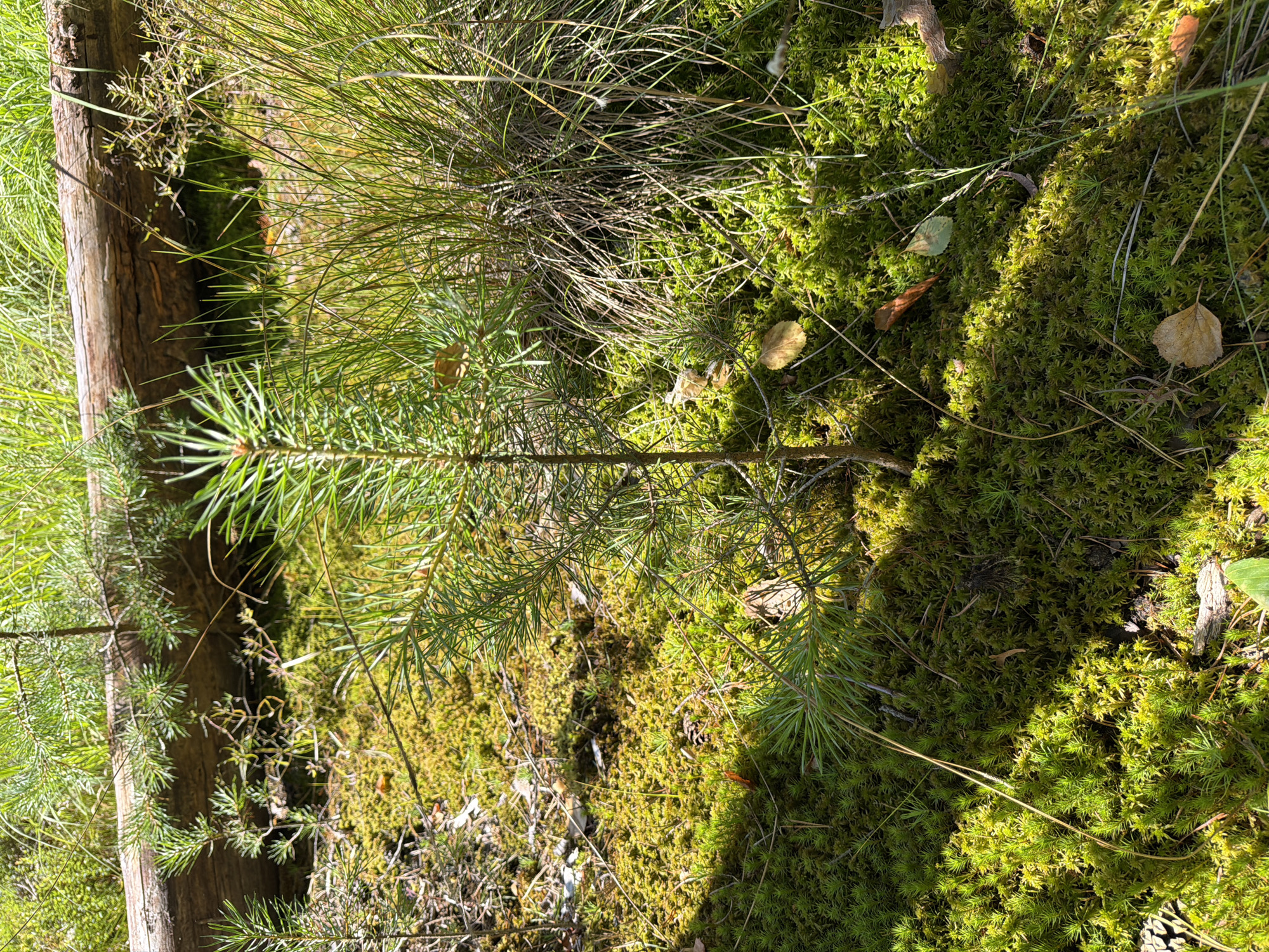 The image shows a forest floor with thick green moss and young pine saplings. A fallen log lies horizontally in the background, partially obscured by grass and pine needles. The scene is illuminated by sunlight filtering through the trees, creating dappled shadows on the moss. There are no people or animals visible in the image. The location is identified as Ushaki, Russia.