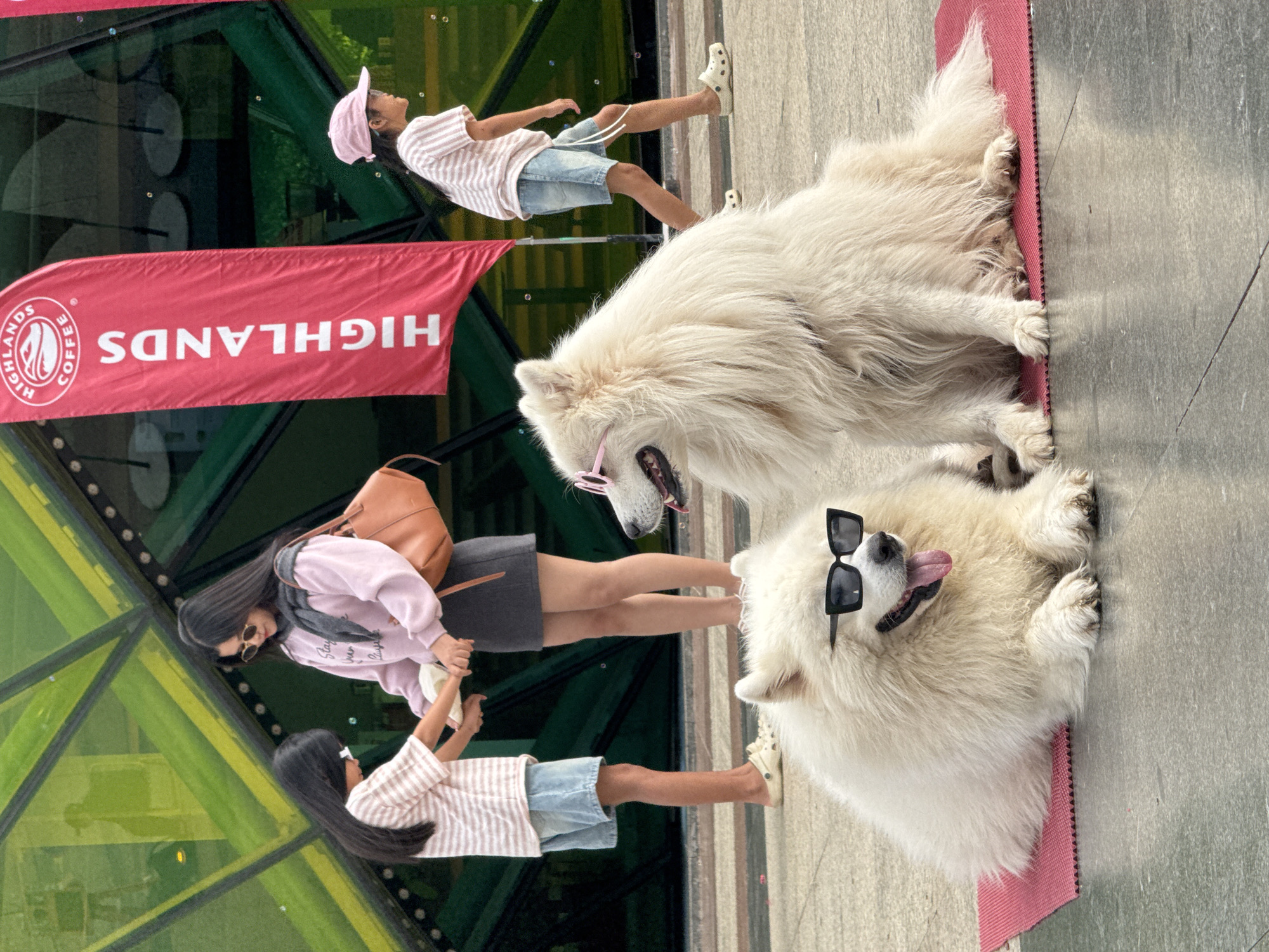 An outdoor, daytime scene in Da Lat, Vietnam, depicts two white, fluffy Samoyed dogs relaxing on a pink mat on a paved surface. The dog in the foreground wears black sunglasses and has its tongue slightly out, while the dog behind it sports pink sunglasses.
Two females, an adult and a child, are standing near the dogs and a modern green glass building. The adult, dressed in a light pink sweatshirt and dark skirt, is looking towards the child. The child, wearing a striped top and denim shorts, is interacting with one of the dogs, possibly holding its paw. Another child, dressed similarly, stands further back, looking up.
A red banner featuring the "HIGHLANDS COFFEE" logo and text is prominently displayed near the green glass structure. The bright sunlight suggests clear, sunny weather. The scene conveys a relaxed and cheerful atmosphere, likely at a cafe or public area where the dogs are welcome.