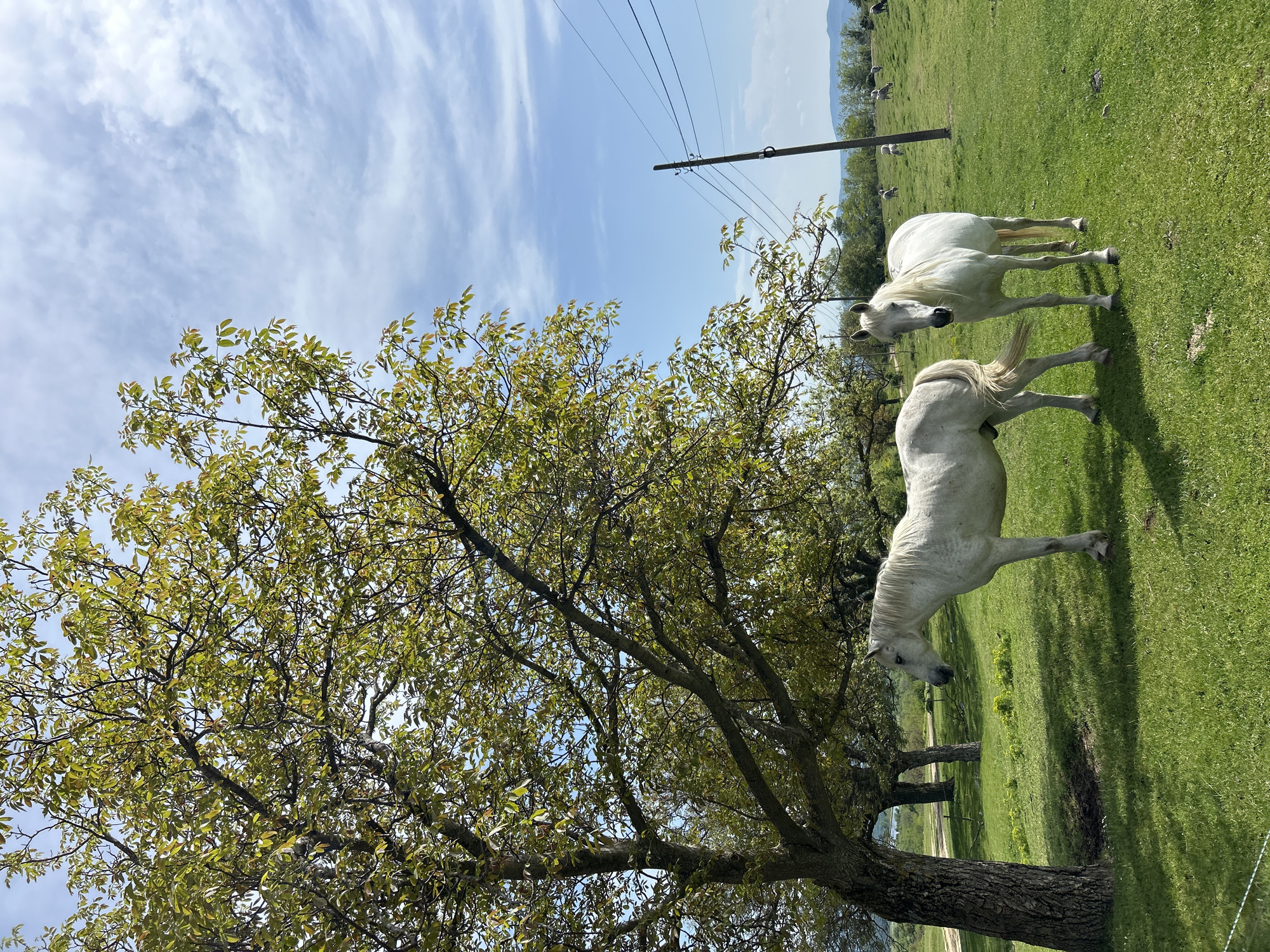 The image depicts a grassy field with two white horses in Vasil Levski, Bulgaria. A large tree with green leaves stands prominently in the foreground. In the background, there is a power line and some trees. The sky is blue with scattered clouds.