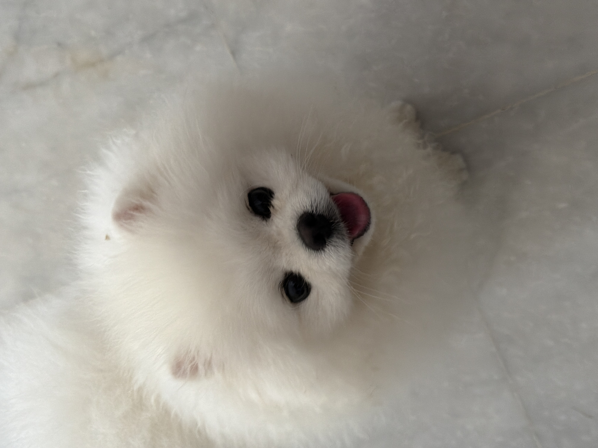 A white Pomeranian dog is positioned on a light-colored, marbled floor. The dog is looking upwards, with its mouth slightly open and tongue visible, suggesting it might be panting or smiling. Its fur is fluffy and thick, characteristic of the breed. The lighting appears to be natural, casting soft shadows on the floor. The background is a simple, indoor setting, with no specific identifying landmarks to suggest a location in Marmaris, Turkey.
