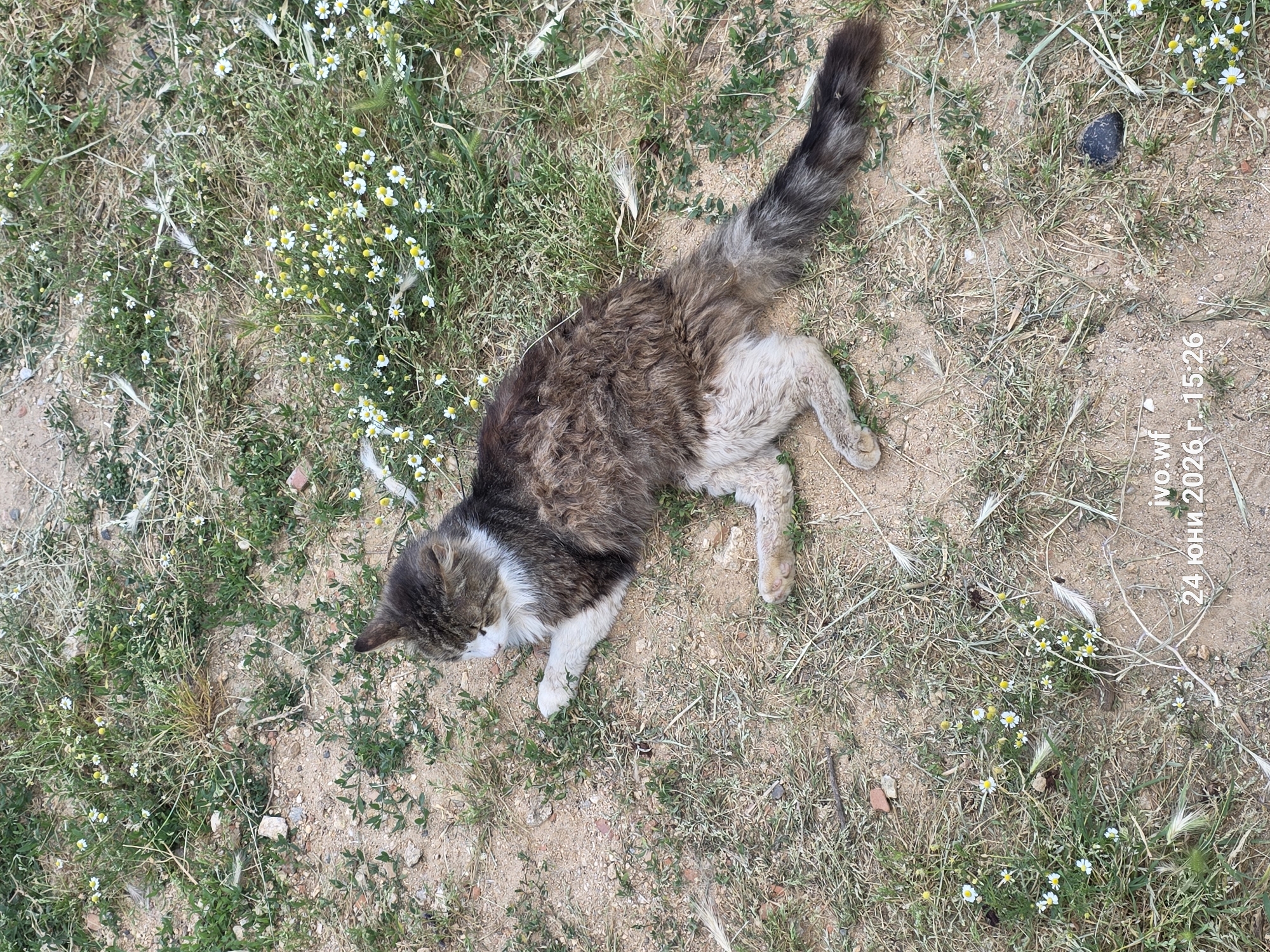 A medium shot captures a long-haired cat lying on its side in a grassy, sandy area with small white wildflowers. The cat has a grey, brown, and white coat, with white paws and a bushy tail. Its eyes are closed, and its head is resting on the ground. The setting appears to be outdoors, possibly a field or a yard, with dry grass and loose soil. The lighting suggests it's daytime, with the sun casting subtle shadows.
In the background, small white flowers with yellow centers are scattered amongst the grass. There are also some dry blades of grass and a few small pebbles. Towards the right side of the image, there is a timestamp and some text overlay. The timestamp reads "24 юни 2026 г. - 15:26", which translates to "June 24, 2026 - 15:26". The text "ivo.wf" is also visible. The location context provided is Chal, Bulgaria. The cat appears to be resting or possibly sleeping in the sun.