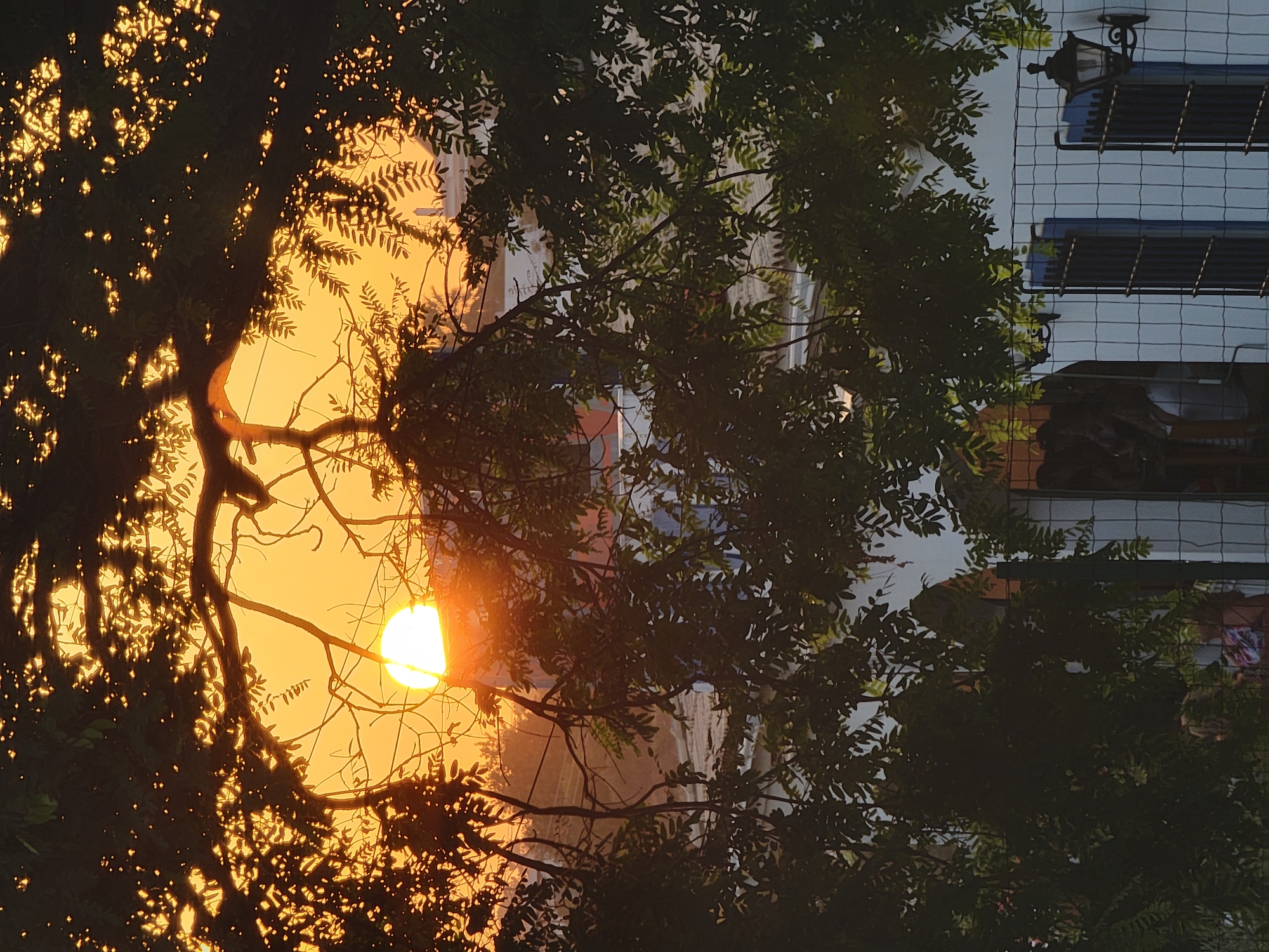 The image captures a sunset in Quarteira, Portugal, viewed through the branches of a tree. The sun, a bright orb, is partially obscured by the foliage and appears low on the horizon, casting a warm orange glow across the sky. In the background, the rooftops and structures of the city are visible, bathed in the same soft light. The foreground is dominated by the dark silhouette of the tree's leaves and branches, creating a natural frame for the scene. A building with white tiled walls, blue-trimmed windows, and a decorative lantern can be seen below the tree line. The overall impression is one of a peaceful evening in the coastal town.