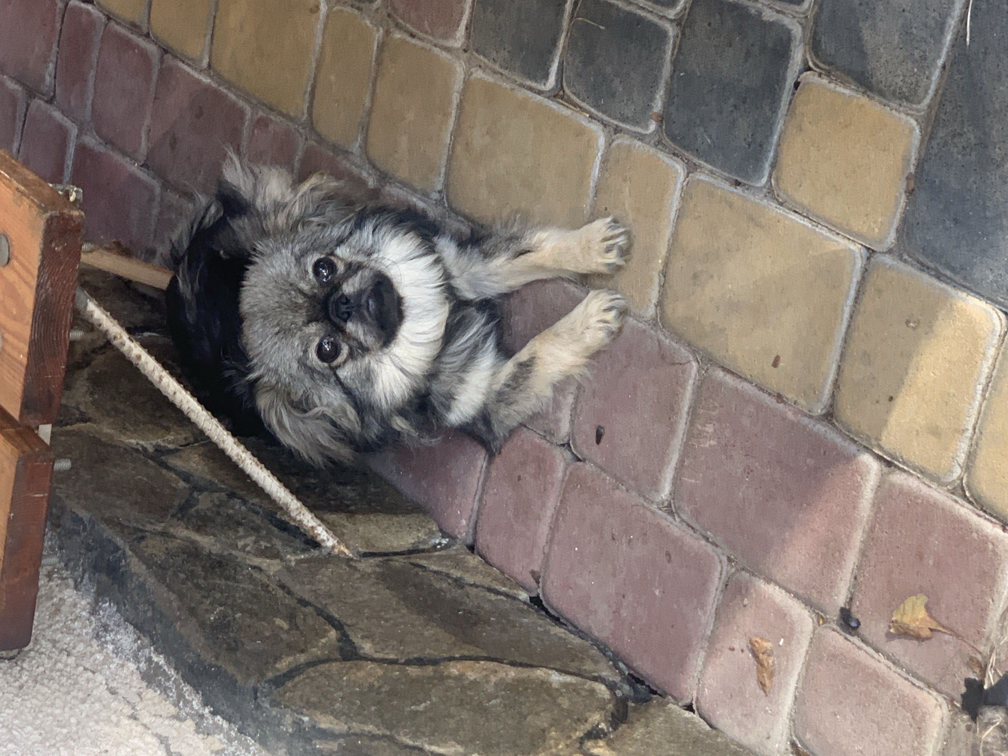 An Afghan Hound dog is lying on a paved patio made of interlocking bricks in various shades of red, yellow, and gray. The dog, with long, gray and black fur, is facing the camera with its front paws extended. Behind the dog, a rough stone wall is visible, with a wooden structure above it. Dried leaves are scattered on the patio bricks. The scene is set outdoors, likely in a backyard or garden area.