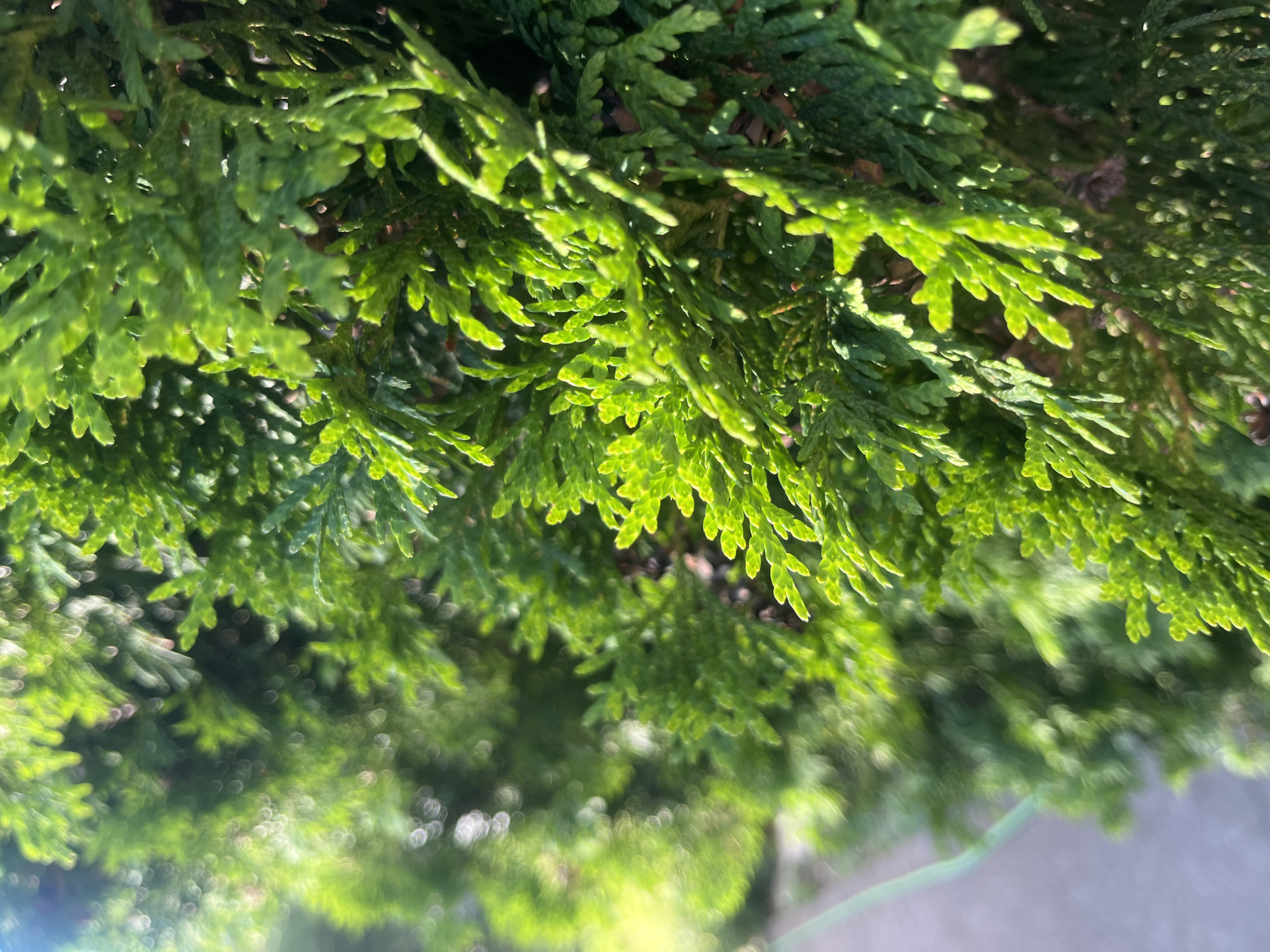 The image is a close-up, side-view photograph of dense, vibrant green foliage, likely a type of evergreen shrub or tree, such as a cedar or cypress. The leaves are small, scale-like, and arranged in flattened, fan-shaped sprays. Sunlight is filtering through the foliage, creating bright highlights on some of the leaves and casting dappled shadows. The background is largely out of focus, showing a soft, blurred green expanse, possibly more of the same plant, with hints of a lighter, brighter area to the left, suggesting open space or a brighter light source. A thin, light-colored line, potentially a wire or a thin hose, is visible in the blurred background on the left side of the image. There are no people or animals present in the scene. The overall impression is one of natural growth and texture, with the bright sunlight emphasizing the lushness of the greenery. The image does not contain any specific landmarks or elements that would indicate it is located in Voronezh, Russia, or any other specific city.