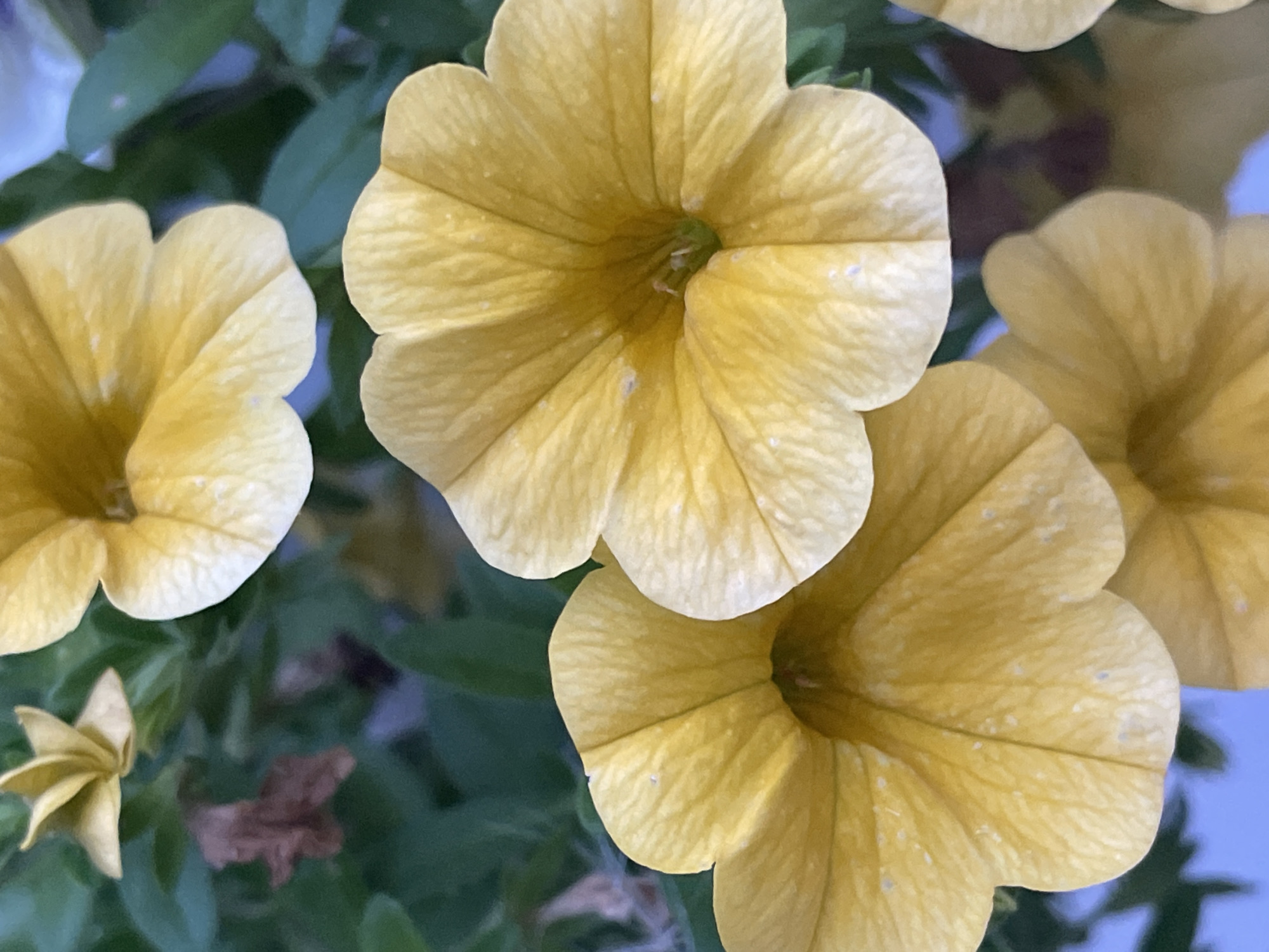 The image is a close-up, vertically oriented photograph of yellow petunia flowers in full bloom. The flowers are the primary subjects, with their ruffled petals taking up most of the frame. The lighting suggests it's daytime, possibly late afternoon due to the soft light. The background consists of blurred green foliage, indicating the flowers are part of a plant in a garden or a planter. There are no people or specific landmarks visible in the image. The image does not contain any information about the city of Tartu, Estonia, or any specific location within it.