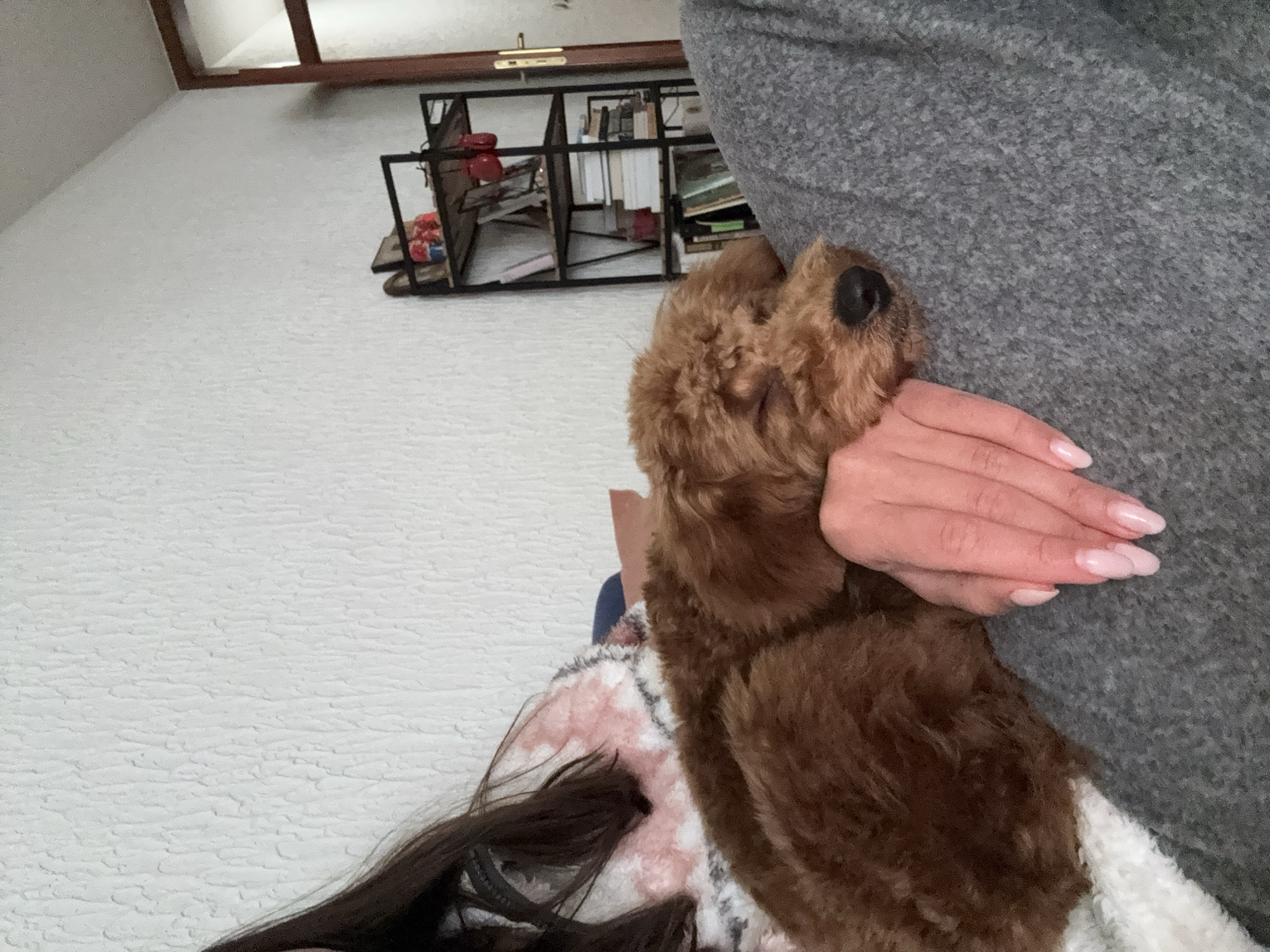 A person is holding a brown dog against their body. The person is wearing a gray sweater. Part of the person's dark hair is visible at the bottom of the frame. The background shows a white wall with what appears to be a bookshelf and a window near the ceiling. The location is Sutomore, Montenegro.