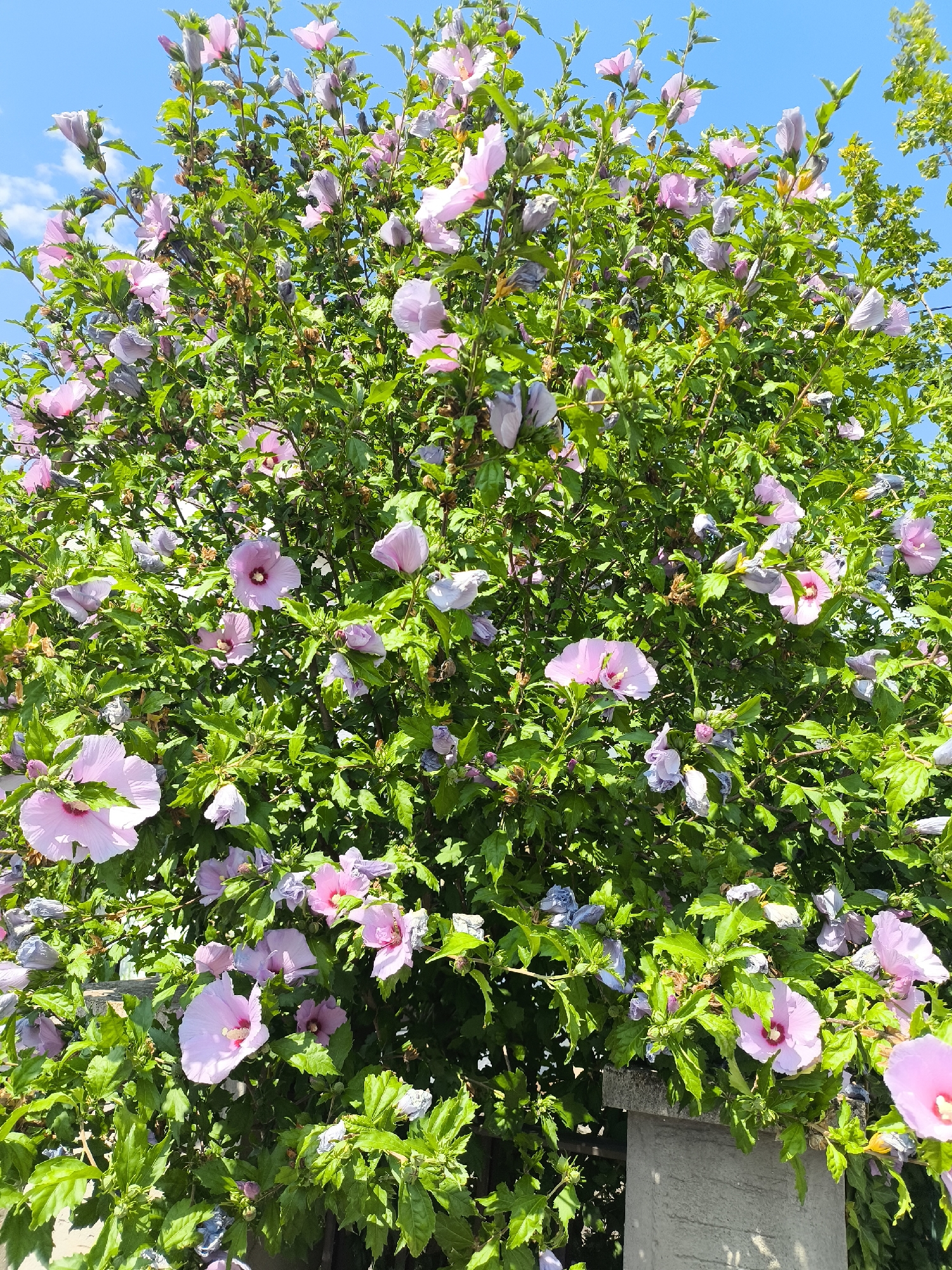 The image depicts a close-up view of a vibrant flowering bush, likely a Rose of Sharon (Hibiscus syriacus), in full bloom against a clear blue sky. The bush is densely packed with lush green leaves and numerous flowers, primarily in shades of light pink and lavender, with some buds also visible. Some flowers are fully open, displaying delicate petals and a central stamen, while others are partially open or in bud form. The bush appears healthy and is growing outdoors, with a glimpse of a stone structure in the lower right corner, possibly a garden wall or pillar. The lighting suggests a sunny day, casting soft shadows. The scene is static, with no people or animals present. This specific location is in Ittenheim, France.