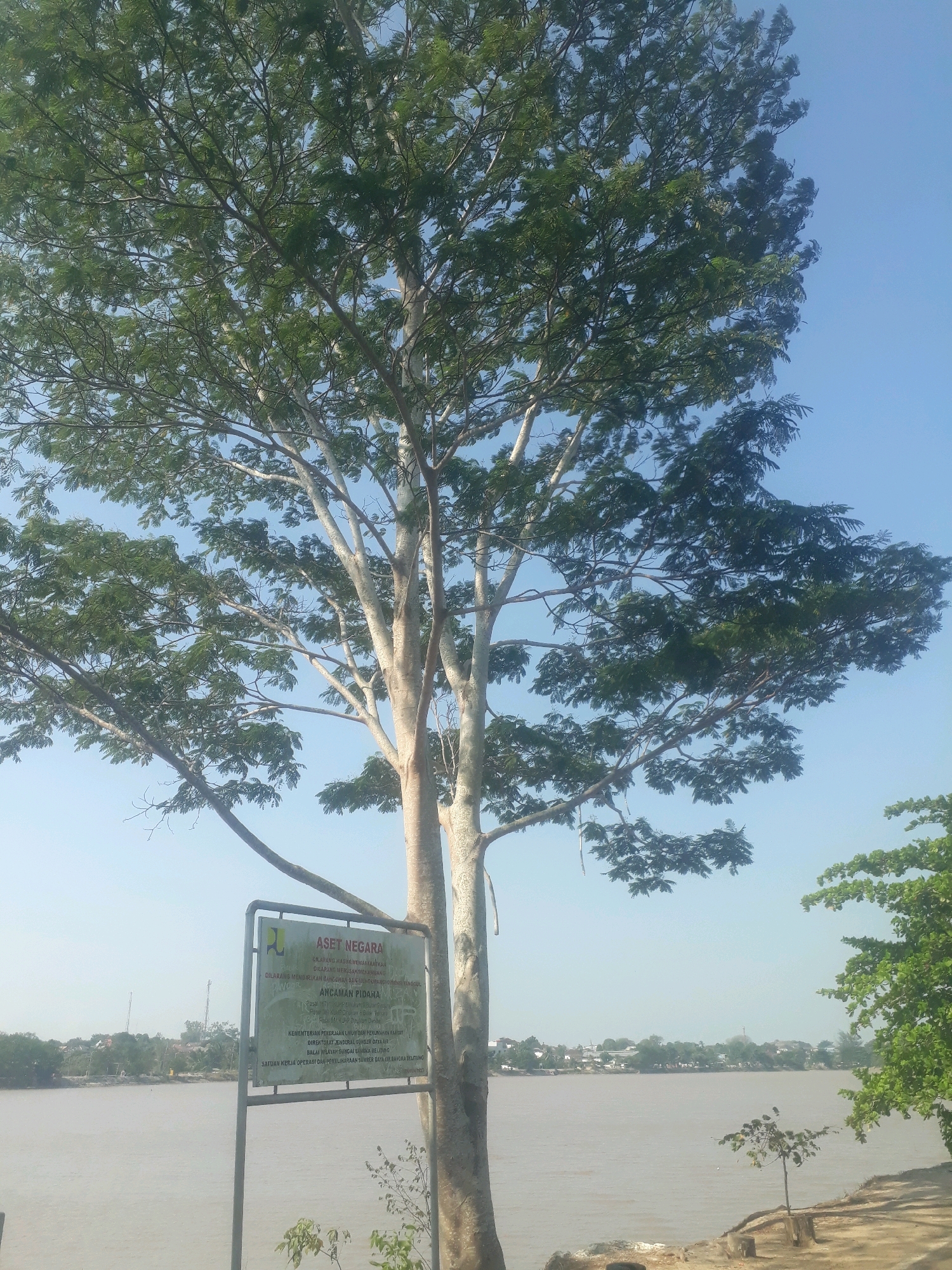 A wide-angle, low-angle shot captures a large, leafy tree with a pale trunk and branches extending upwards towards a clear blue sky. In front of the tree, a metal sign stands vertically, displaying text in Indonesian. The sign is attached to a metal pole and has a faded, green-tinted surface with a visible logo at the top. The sign reads "ASET NEGARA" (State Asset) and details regulations and penalties for various prohibited activities.
To the left of the sign, a body of water, likely a river, stretches across the middle ground, its surface appearing slightly murky and light brown. On the far bank of the river, a town or village is visible, characterized by buildings with roofs of various colors, interspersed with greenery. A few tall, slender communication towers are also visible in the distance.
On the right side of the frame, a smaller, leafy tree with bright green foliage grows near the edge of the riverbank. The foreground consists of a sandy or earthy ground with scattered rocks and some small, sparse vegetation. The scene suggests a riverside location within the city of Pangkalpinang, Indonesia, possibly a public park or a protected area. The overall atmosphere is serene and natural, with the clear sky and calm water contributing to a peaceful environment. There are no people or animals visible in the image.