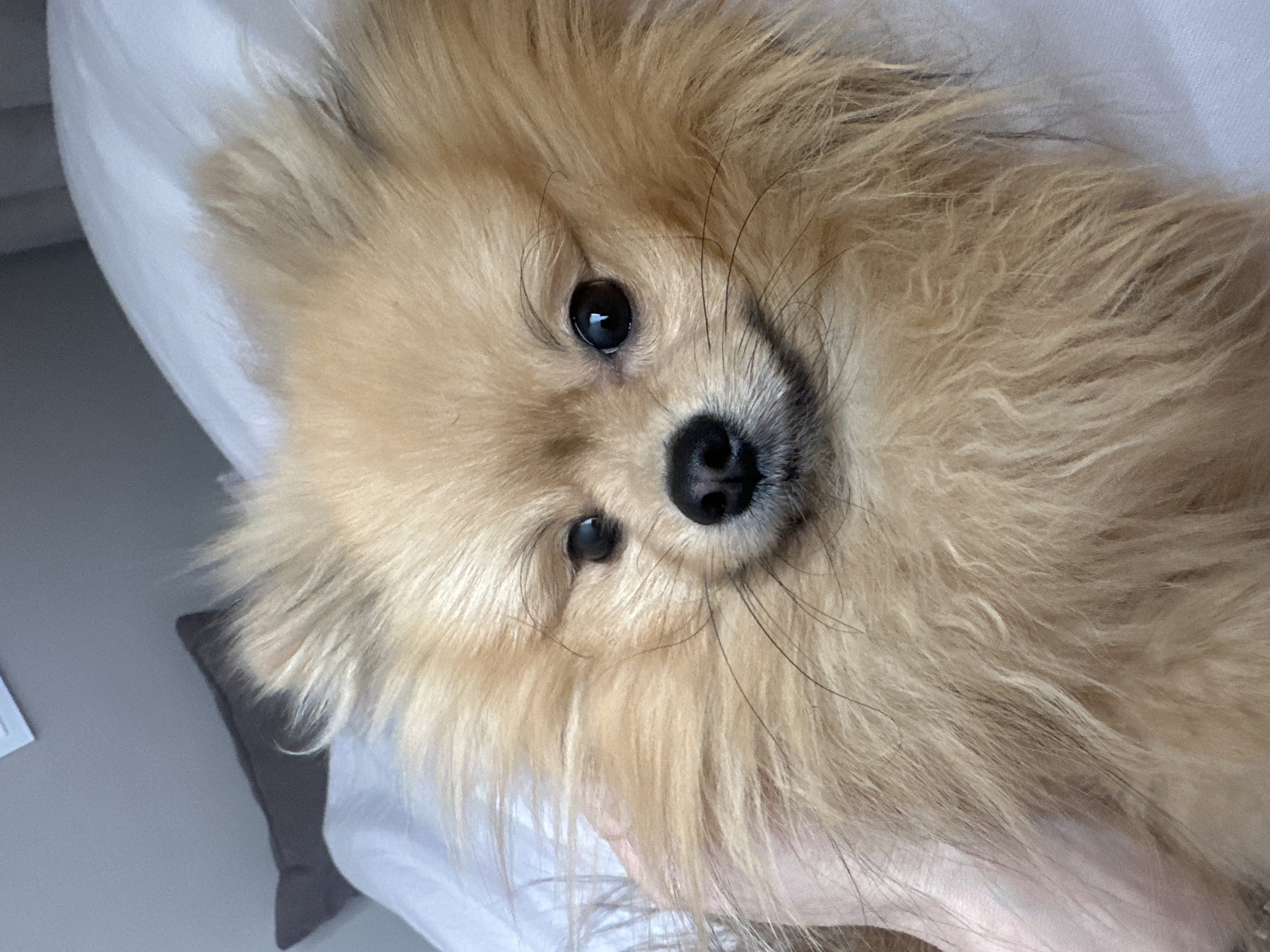 The scene depicts a close-up indoor portrait in Votkinsk, Russia. The primary subject is a small, fluffy dog, consistent with a Pomeranian breed, featuring light tan-colored fur, dark round eyes, and a black nose. The dog's face is centered in the frame, directly facing the viewer. A human hand with a light skin tone is partially visible on the left side, appearing to be holding or supporting the dog. The background consists of white bedding material, likely a pillow or duvet, which occupies the lower right and portions of the upper left. A dark grey pillow is present in the upper left background, against a light grey wall. The lighting is soft and ambient.