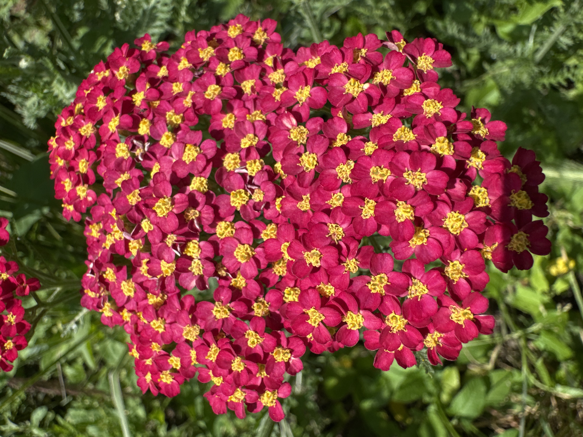 A close-up, top-down shot captures a cluster of vibrant, deep pink yarrow flowers with bright yellow centers. The flowers are densely packed together, forming a rounded shape. The background is a blur of green foliage, suggesting an outdoor setting. There are no people or identifiable landmarks present to indicate a specific location within Zassovskaya, Russia.