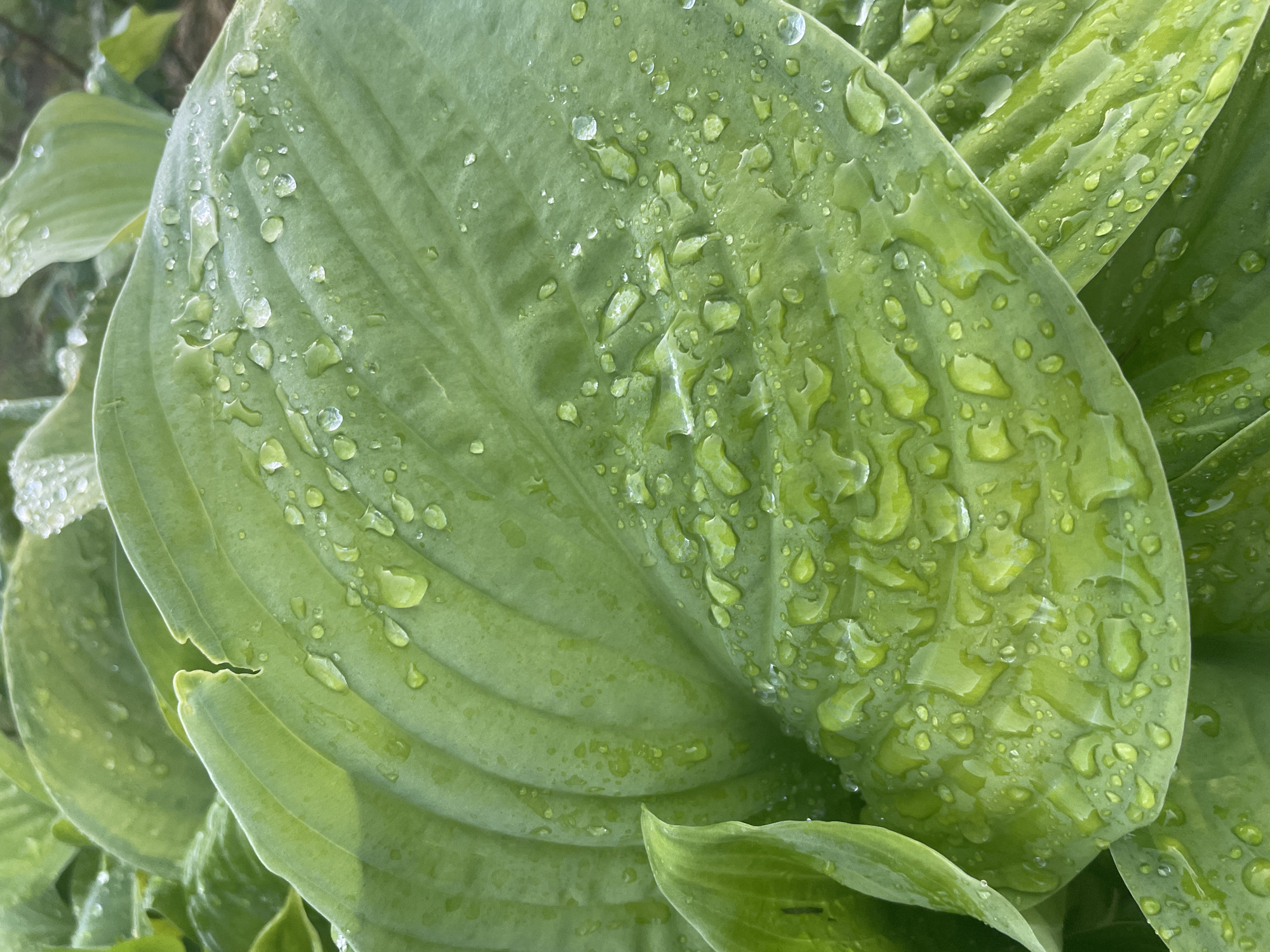 The image displays a close-up view of several large, green hosta leaves covered in water droplets. The leaves are broad and have prominent veins. The water droplets vary in size, from tiny beads to larger, irregular shapes, clinging to the surface of the leaves. Some droplets are refracting light, creating small highlights. The background is softly blurred, suggesting a garden setting with other green foliage. The overall impression is one of freshness and moisture, likely from recent rain or dew. The location is specified as Aropakkuzi, Russia. There are no people or animals present in the image.