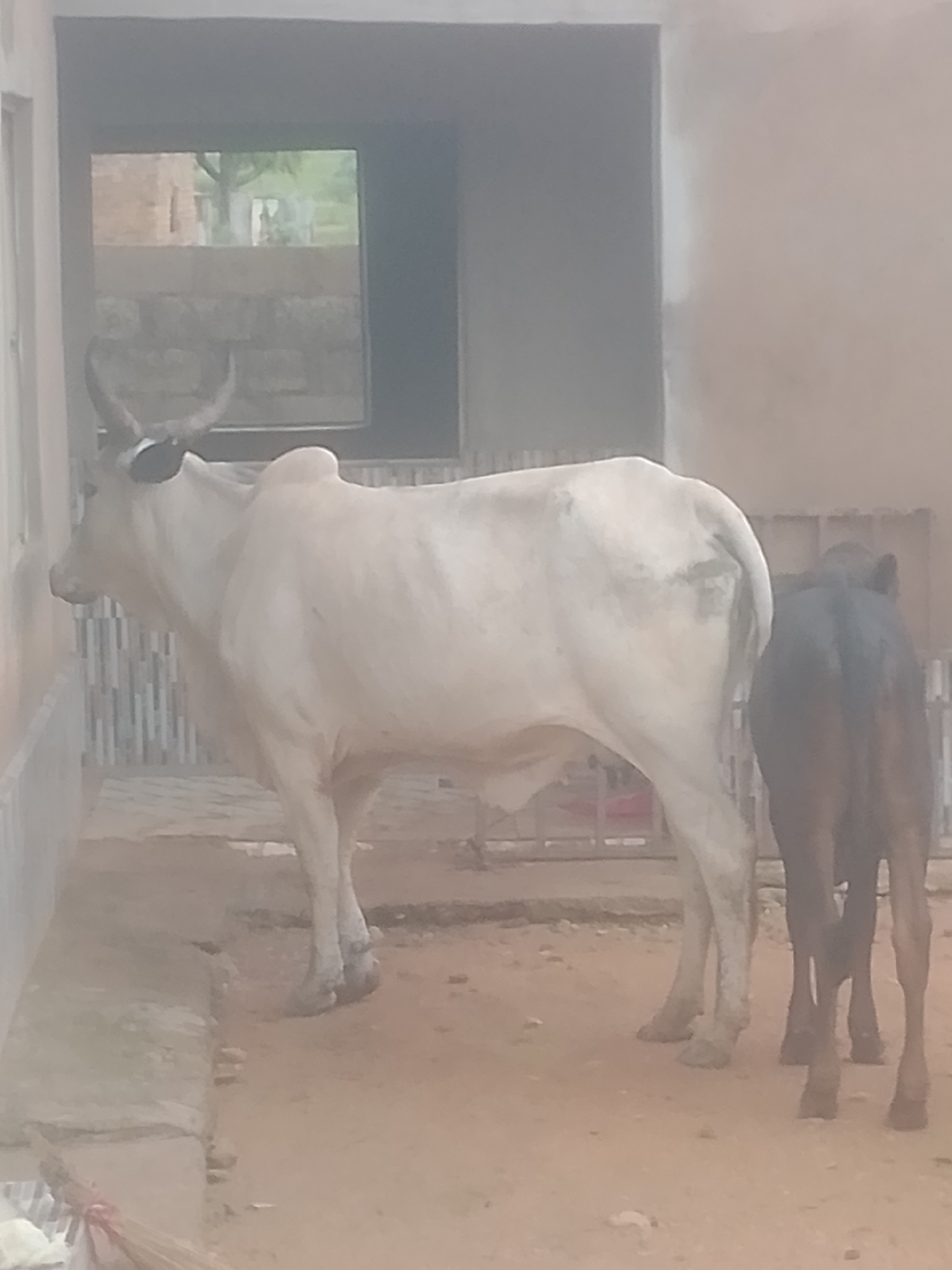 The image depicts a scene in Jauro Yinu, Nigeria, featuring two cattle: a large, light-colored cow with prominent horns and a smaller, dark-colored calf. The cow is positioned on the left, facing left and leaning its head against a wall, while the calf stands to its right, facing away from the viewer. The animals are in an outdoor enclosure with a sandy or dirt ground. In the background, there are some structures, including a wall with horizontal bars and a window-like opening revealing a glimpse of vegetation and buildings, suggesting a rural or semi-rural environment. The lighting suggests it might be daytime, possibly overcast or in the shade. There is no visible text in the image. The overall impression is a calm, everyday scene of livestock in their environment.