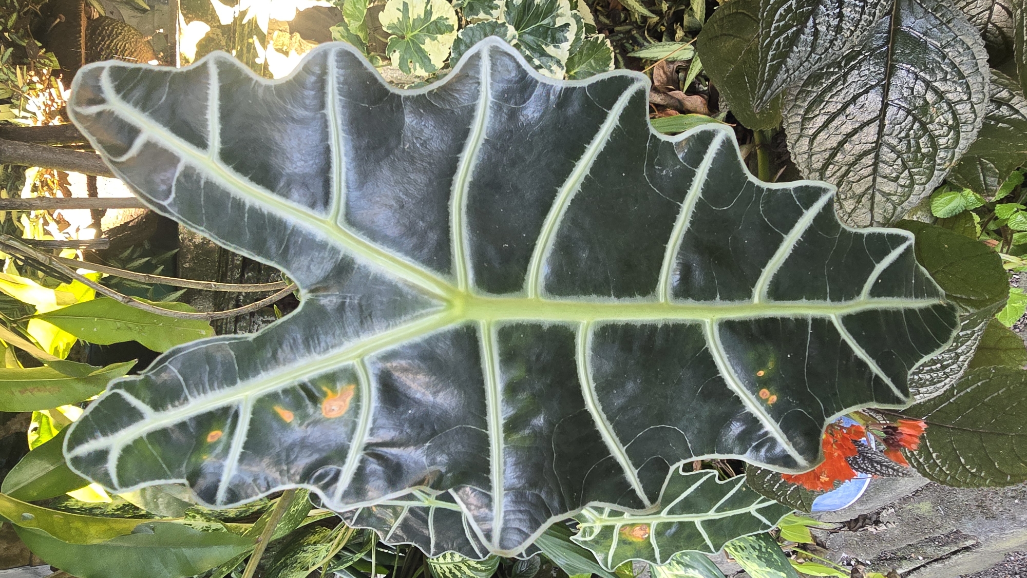 The image depicts a large, dark green leaf with prominent white veins, likely an Alocasia plant. There are a few small, orange-brown spots on the leaf. The leaf is surrounded by other greenery. The location is Banjarangkan, Indonesia, though this is only information.