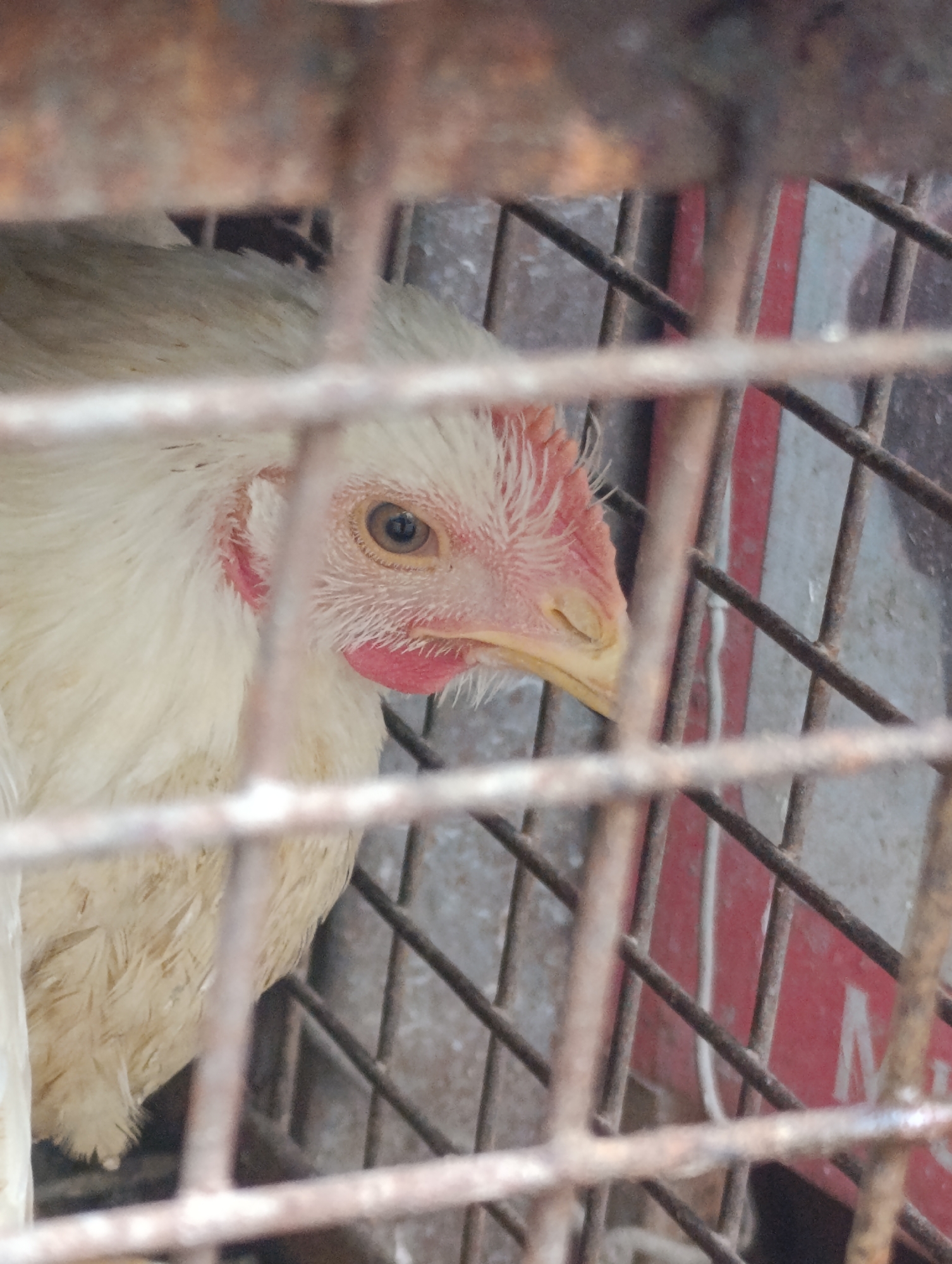 A close-up shot shows the head of a white chicken through the bars of a cage. The chicken's eye is visible, along with its red comb and wattles. The background is blurry, but appears to be a wall with some red markings. The image was taken in Aleo, India.