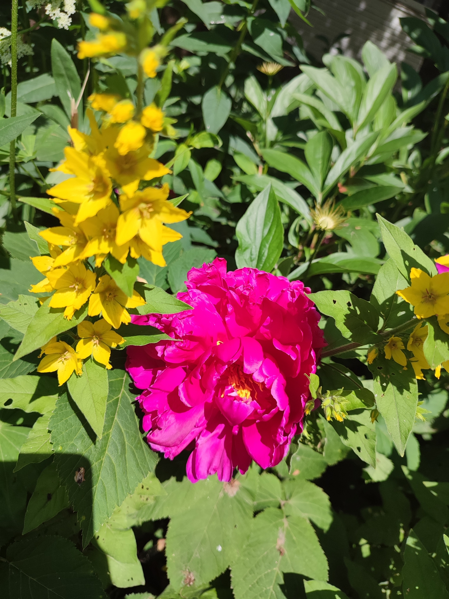 A close-up, eye-level shot captures a vibrant fuchsia peony flower in the foreground, its petals layered and soft. Behind and to the left of the peony, a cluster of bright yellow flowers, possibly loosestrife, blooms. The background is filled with lush, green foliage, with some leaves showing signs of damage from insects. The sunlight casts dappled shadows across the scene, suggesting an outdoor setting. The overall impression is of a natural garden, possibly in Vsevolozhsk, Russia, during a sunny day. There are no people visible in the image.