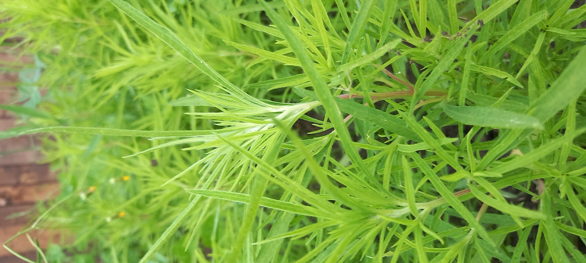 The image displays a close-up view of a dense growth of vibrant green herbaceous plants, characterized by numerous narrow, linear leaves. The foliage exhibits a bright, fresh green coloration, indicating healthy growth. The plants are tightly clustered, creating a bushy texture with individual leaves overlapping. A slightly out-of-focus reddish-brown stem is visible among the green leaves in the lower central-right portion of the frame. In the blurred background, a weathered brown wooden fence or structure is partially visible on the right side. Small, indistinct yellow-orange specks, possibly nascent flowers or buds, are faintly discernible amidst the green blur in the upper left background. The scene is illuminated by ambient daylight, casting subtle shadows that define the depth and density of the plant mass. No human subjects, animals, or specific actions are depicted. This scene is located in the city of Kryvyi Rih, Ukraine.