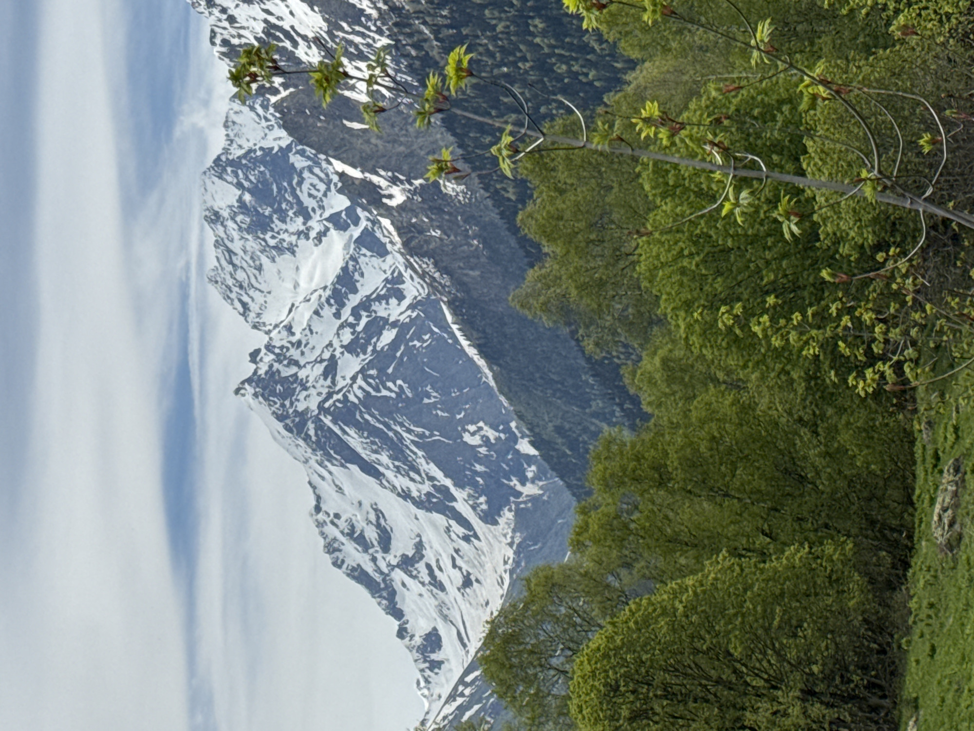 The image captures a vibrant mountainous landscape in Верхне-Тебердинское сельское поселение, Russia, under an overcast sky with visible blue patches and cirrus clouds. Dominating the background are majestic, jagged snow-capped mountains, displaying stark white snow contrasting with dark, exposed rock faces. Below the snow line, dense forests of both coniferous (darker green, further back) and deciduous trees (brighter, lighter green, closer) extend into the midground, filling valleys and lower slopes. In the foreground, a verdant green grassy area features a few scattered rocks on the left. A slender, prominent tree branch with fresh, bright green leaves and reddish buds extends from the lower right into the frame, indicating early spring foliage. No people, animals, or specific actions are depicted.
