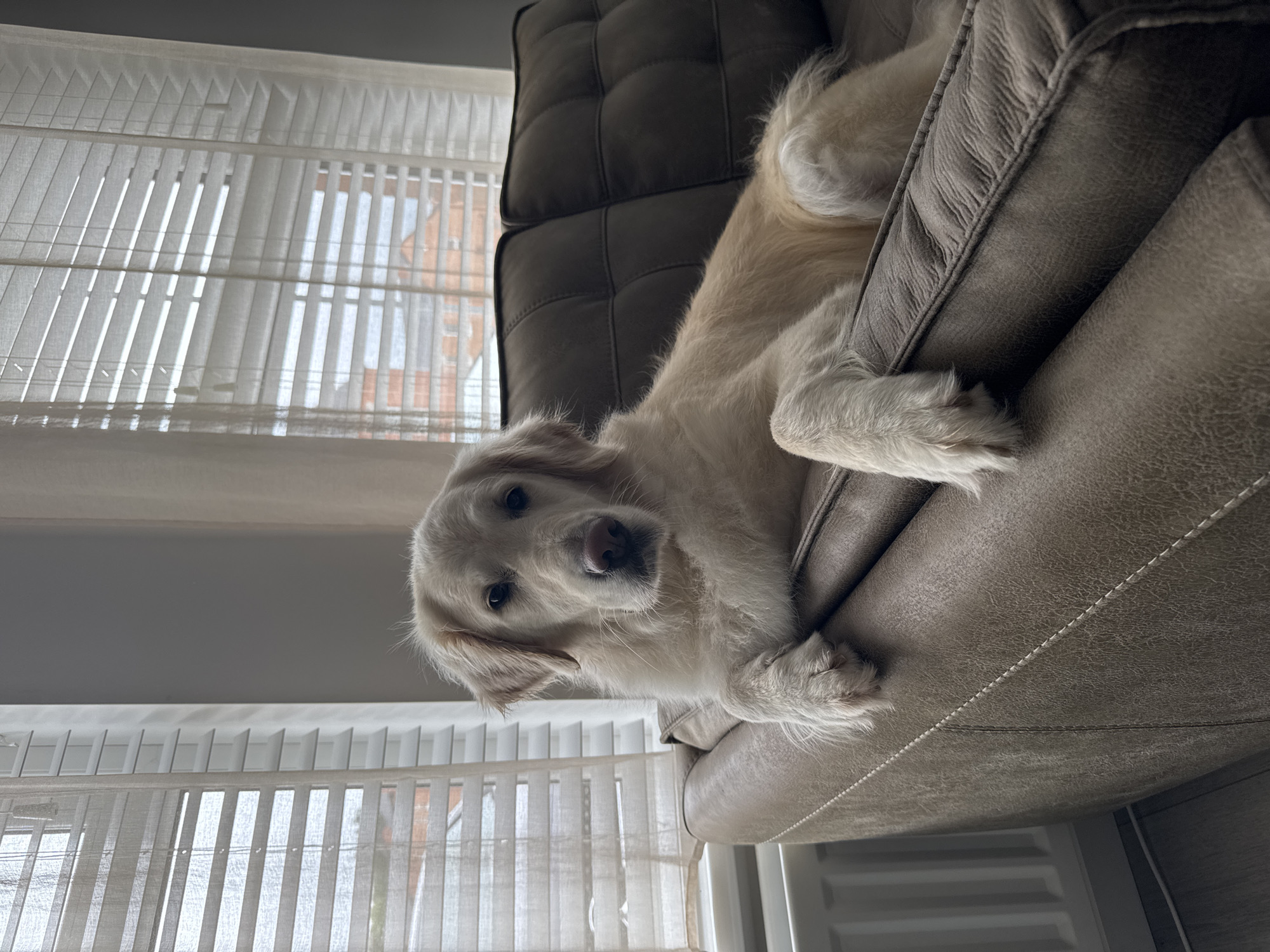 A light-colored Golden Retriever is resting on a brown leather couch in what appears to be a residential setting. The dog is positioned with its front paws resting on the armrest of the couch, and its body is stretched out behind it. The dog's head is turned towards the viewer, and it has a calm expression. Behind the couch, there are large windows with white blinds, through which buildings are visible. The overall lighting suggests an indoor, daytime setting.