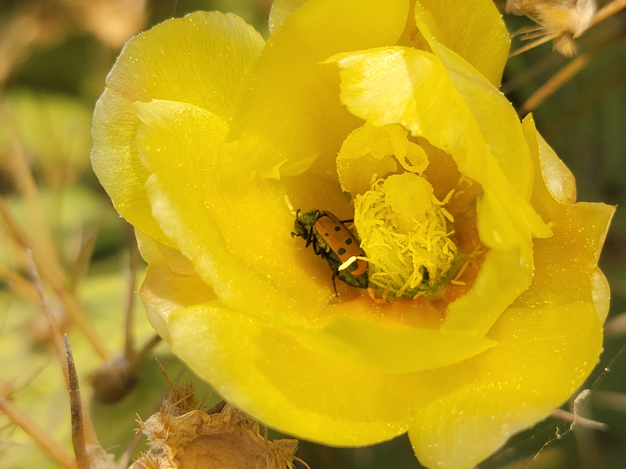 The image shows a close-up of a bright yellow prickly pear cactus flower in Quarteira, Portugal. A small, orange and black spotted beetle is visible inside the flower, nestled among the yellow stamens. The petals of the flower are delicate and slightly translucent, with tiny water droplets or specks of pollen on their surface. The background is a soft blur of green and brown, suggesting natural surroundings.