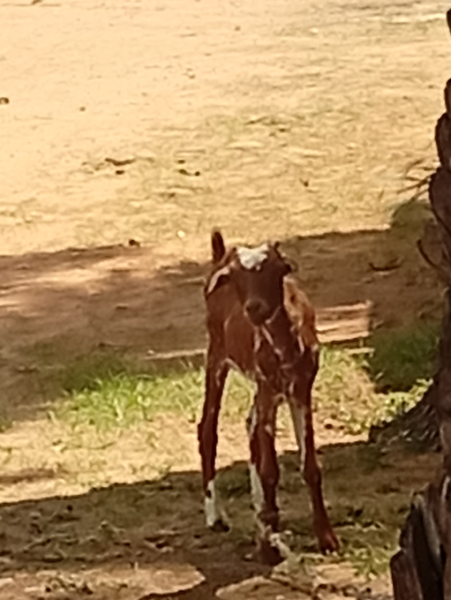 A young calf with brown and white markings stands in an outdoor area. The calf's head is turned towards the camera, and its body is angled slightly. The ground is a mix of sandy soil and patchy green grass. In the background, there is a blurred area of light brown, suggesting a wider open space. To the right of the calf, a dark, textured vertical object, possibly a tree trunk or a fence post, is partially visible. The lighting appears to be natural daylight. The scene is located in Sabon Tasha, Nigeria.
