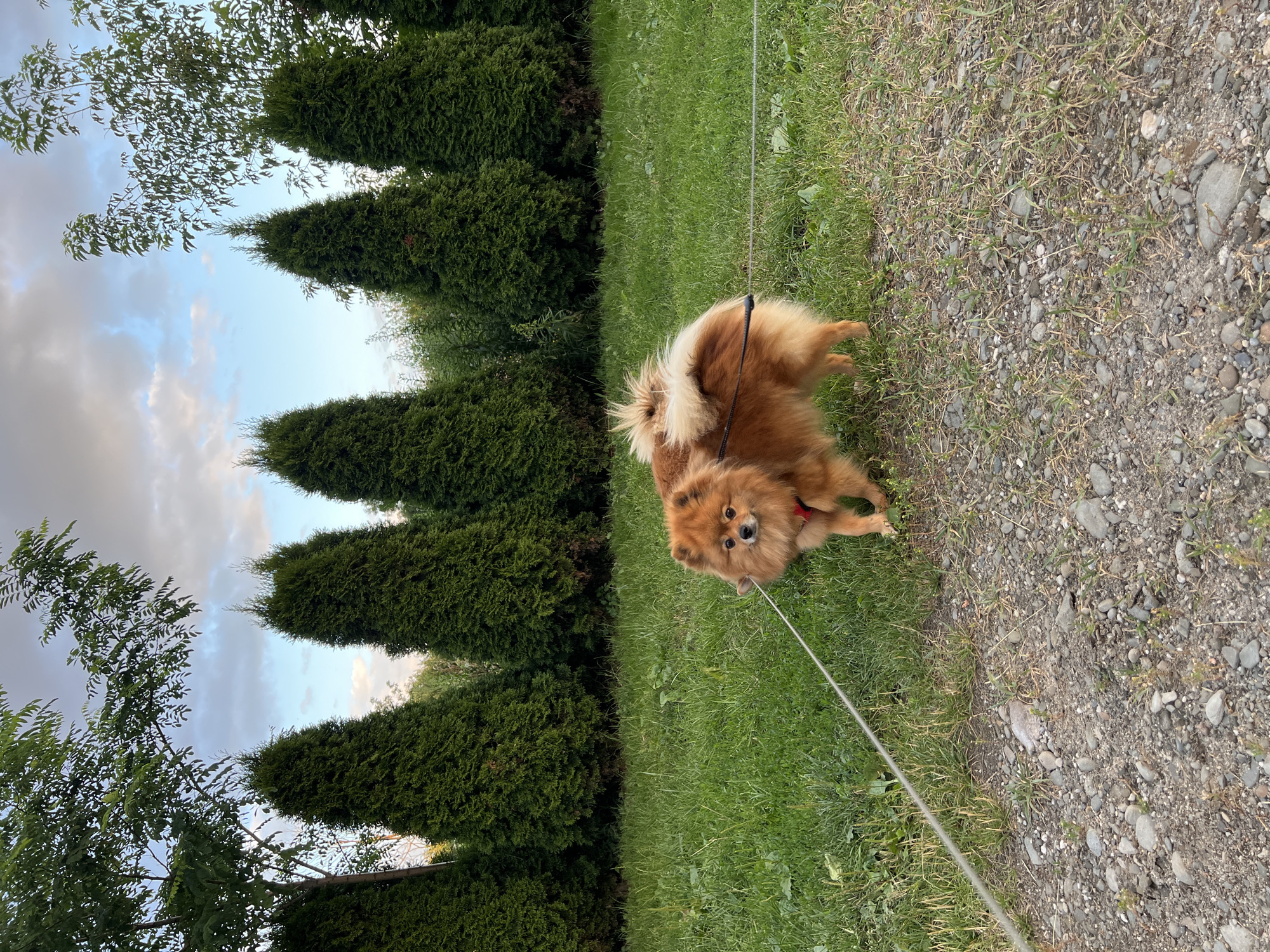 A small, fluffy, orange Pomeranian dog stands on a gravel path next to a grassy lawn. The dog is wearing a red harness and is attached to a leash. Behind the dog, a row of tall, cone-shaped evergreen trees forms a dense hedge. The sky above is partly cloudy with shades of blue and white. The scene appears to be in a garden or park setting. The image does not contain any discernible features that would specifically place it within the city of Krakow, Poland.