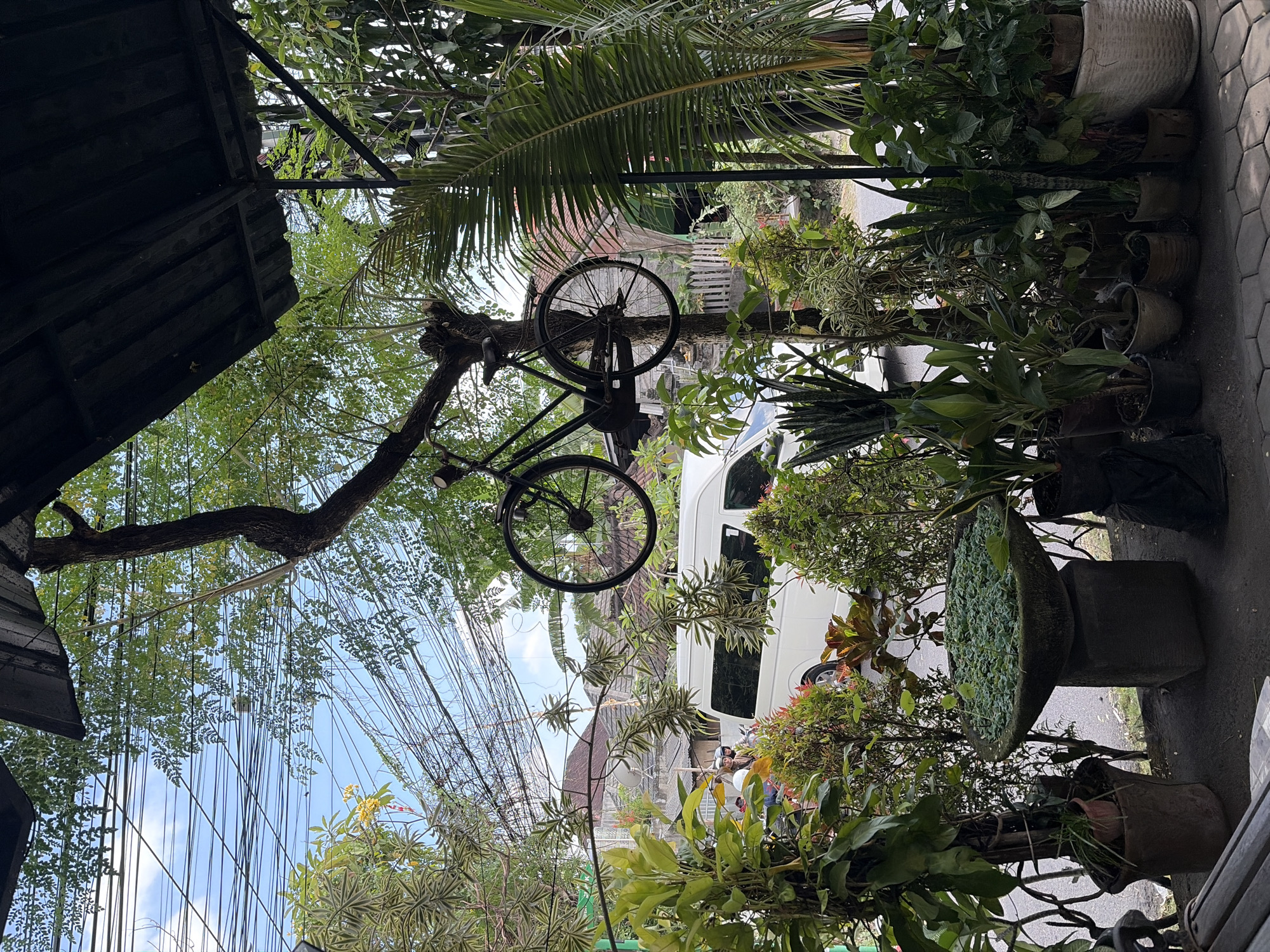 The image depicts an outdoor scene, likely in North Kuta, Indonesia, with a focus on a tree from which a bicycle is suspended. The bicycle, a vintage model, hangs by its frame from a sturdy branch, its wheels visible against a backdrop of lush greenery and a bright blue sky dotted with clouds. The environment is rich with vegetation, including various potted plants and trees, some with broad leaves, others with more delicate foliage. A white van is partially visible in the background, suggesting proximity to a street or thoroughfare. Several individuals can be seen near the van, some wearing helmets, indicating they might be on motorcycles or scooters. The foreground shows a collection of potted plants arranged along a paved surface, with a large, shallow stone basin filled with water and small plants positioned prominently. Overhead, a dark, sloped roof structure is visible, supported by metal beams, and a dense network of electrical wires crisscrosses the sky. The overall impression is one of an eclectic and somewhat overgrown outdoor space, blending natural elements with urban infrastructure.